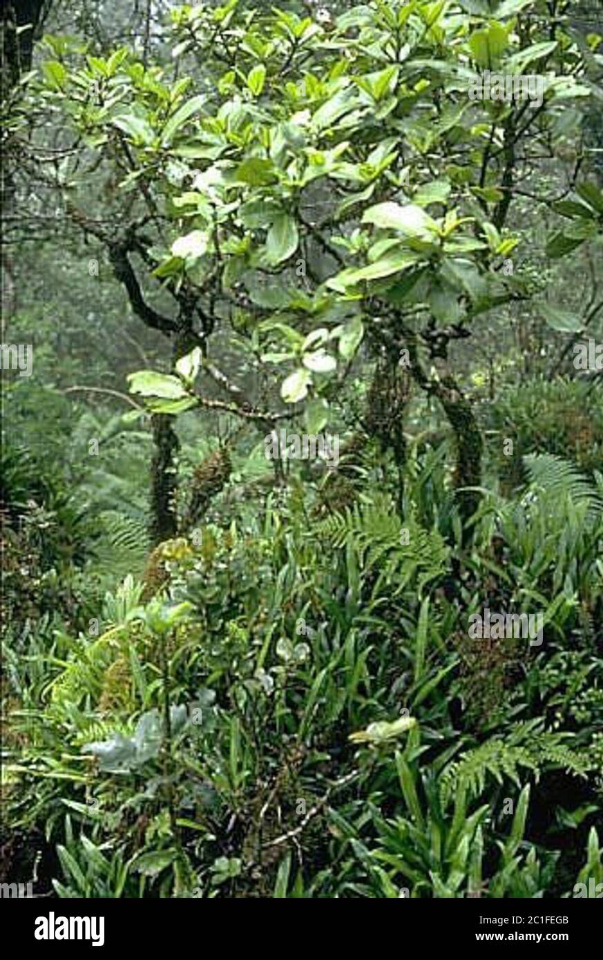Melicope clusiifolia A Gray TG Hartley BC Stone Melicope clusiifolia A Gray TG Hartley BC Stone. Stock Photo