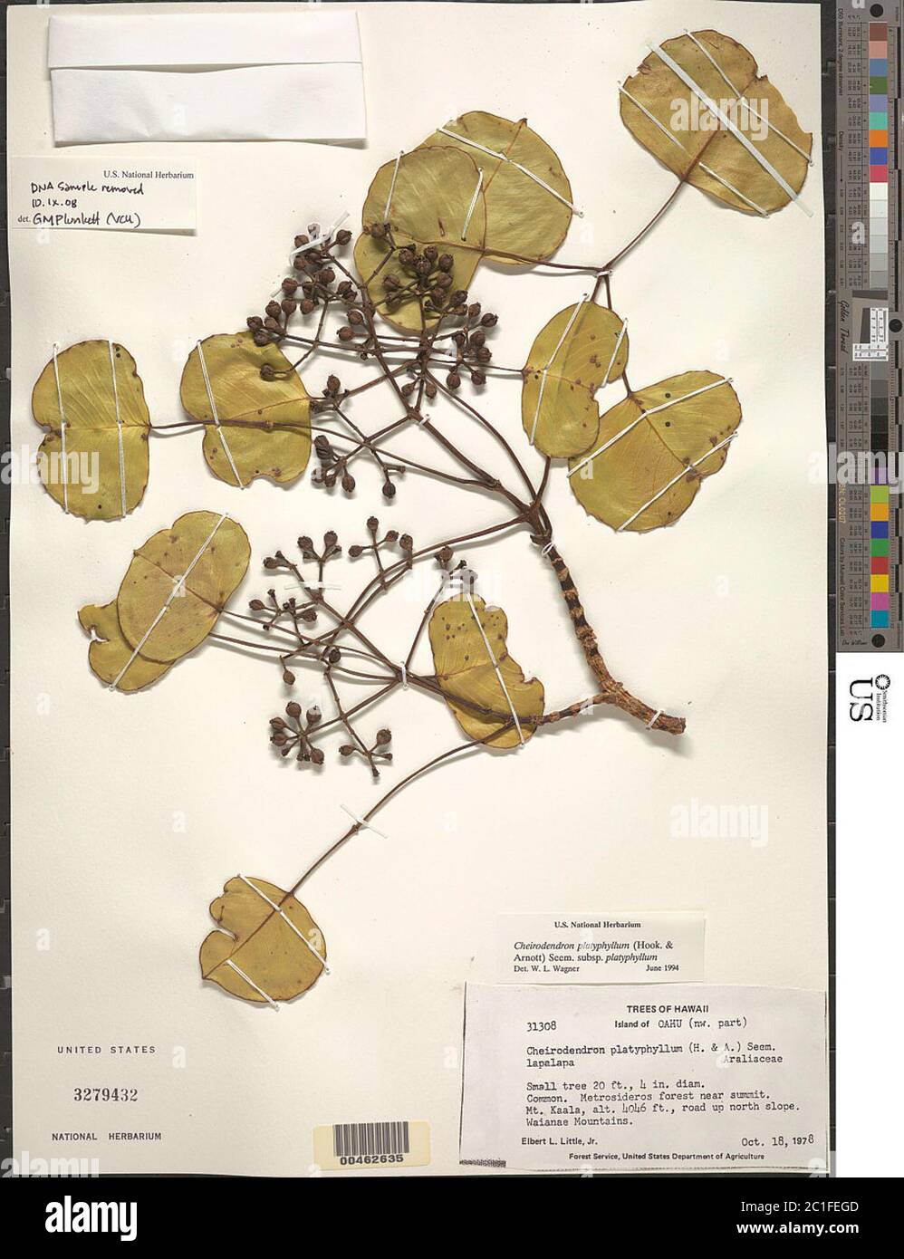 Cheirodendron platyphyllum Hook Arn subsp platyphyllum Cheirodendron platyphyllum Hook Arn subsp platyphyllum. Stock Photo