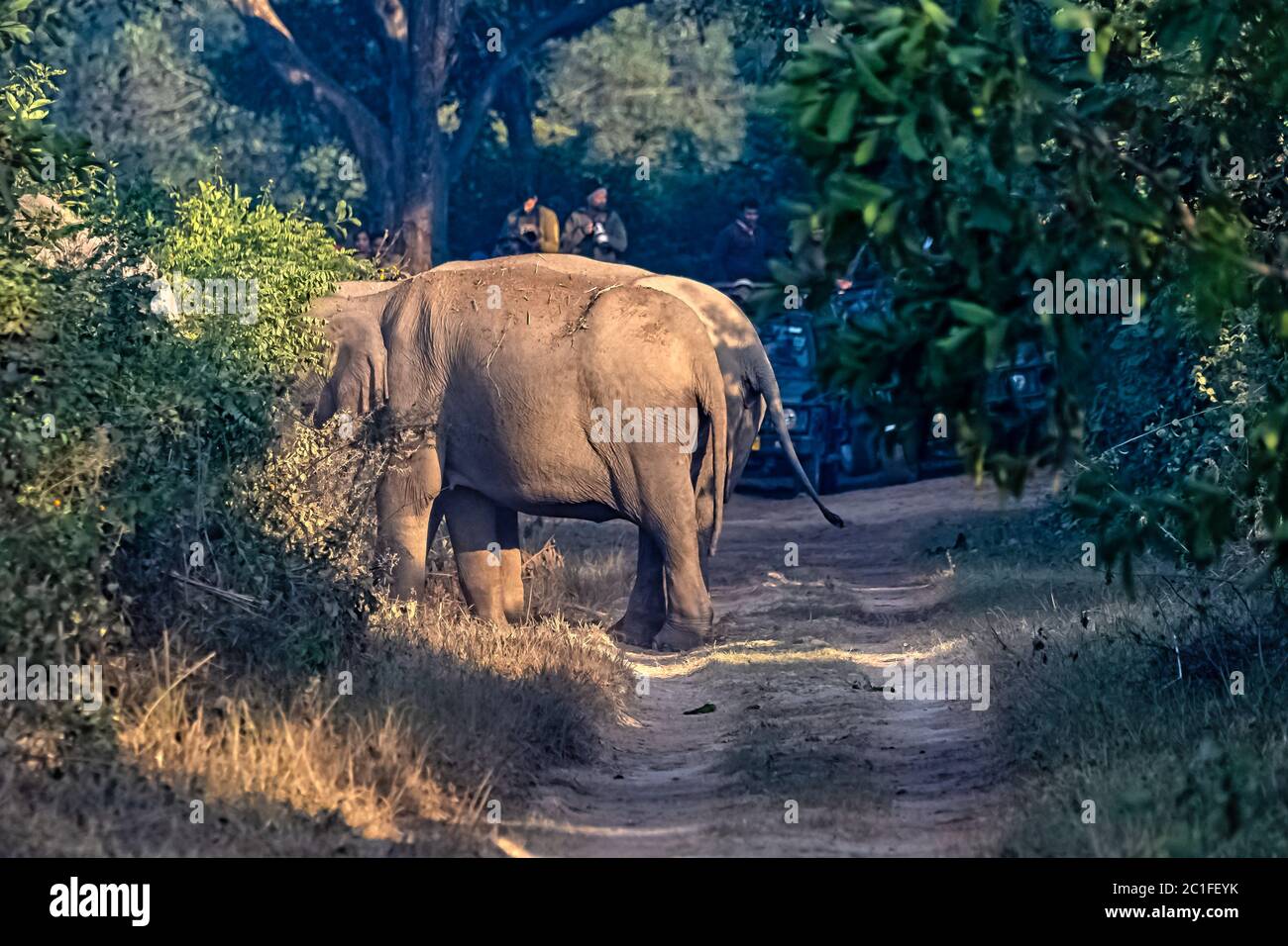 Blocked trail by Indian elephants (Elephas maximus indicus) in Jim Corbett National Park, India Stock Photo