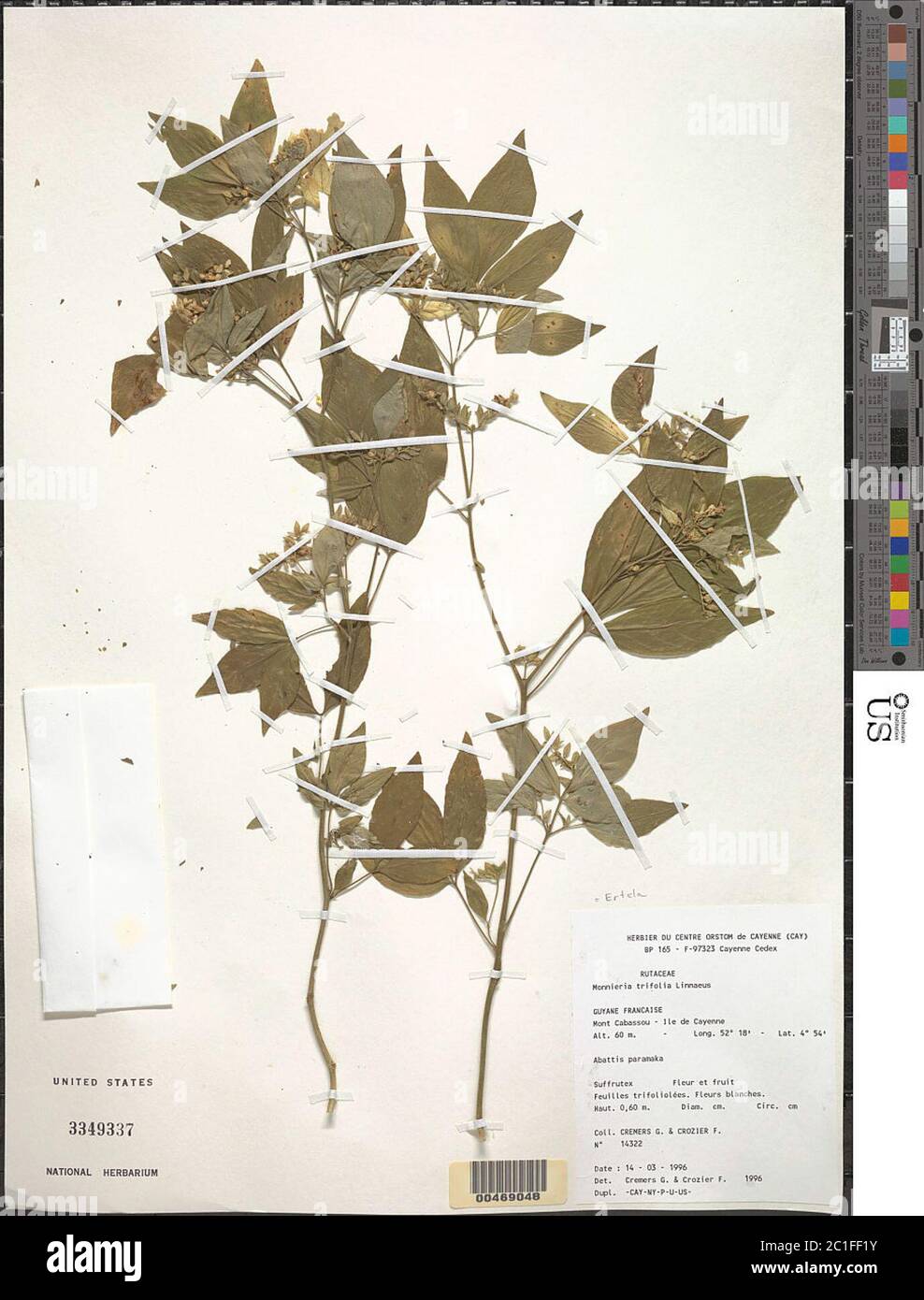 Ertela trifolia L Kuntze Ertela trifolia L Kuntze. Stock Photo