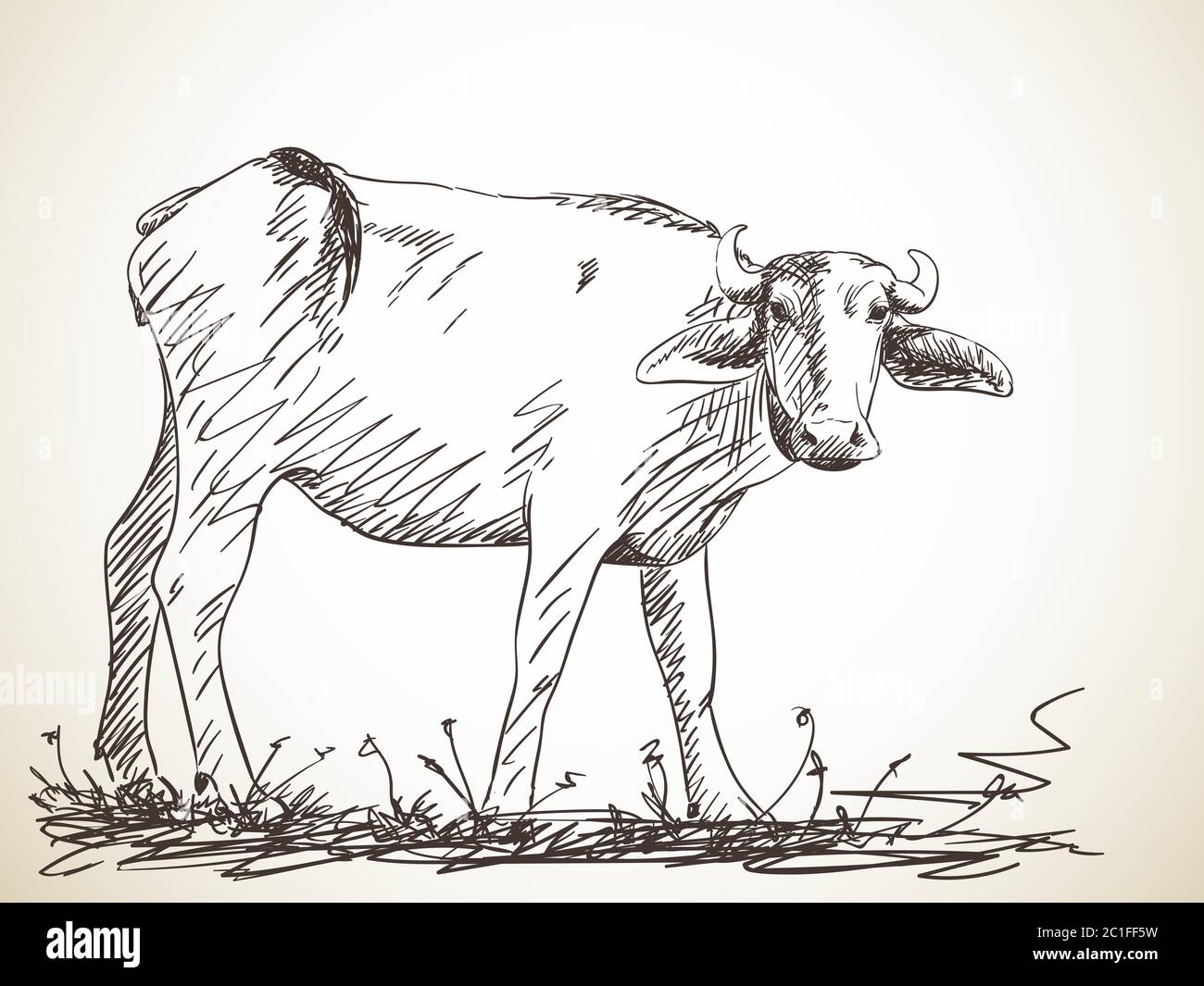 Sketch of buffalo, Hand drawn illustration Stock Vector Image & Art - Alamy