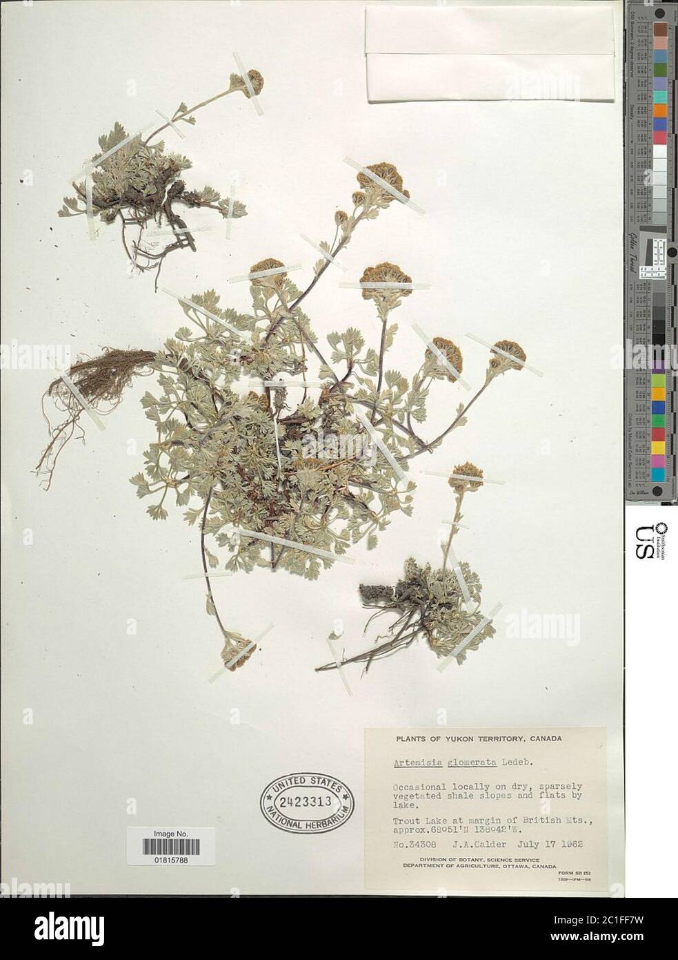 Artemisia glomerata Ledeb Artemisia glomerata Ledeb. Stock Photo
