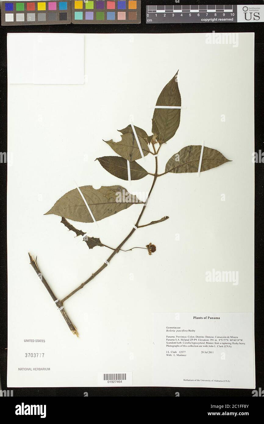 Besleria pauciflora Rusby Besleria pauciflora Rusby. Stock Photo