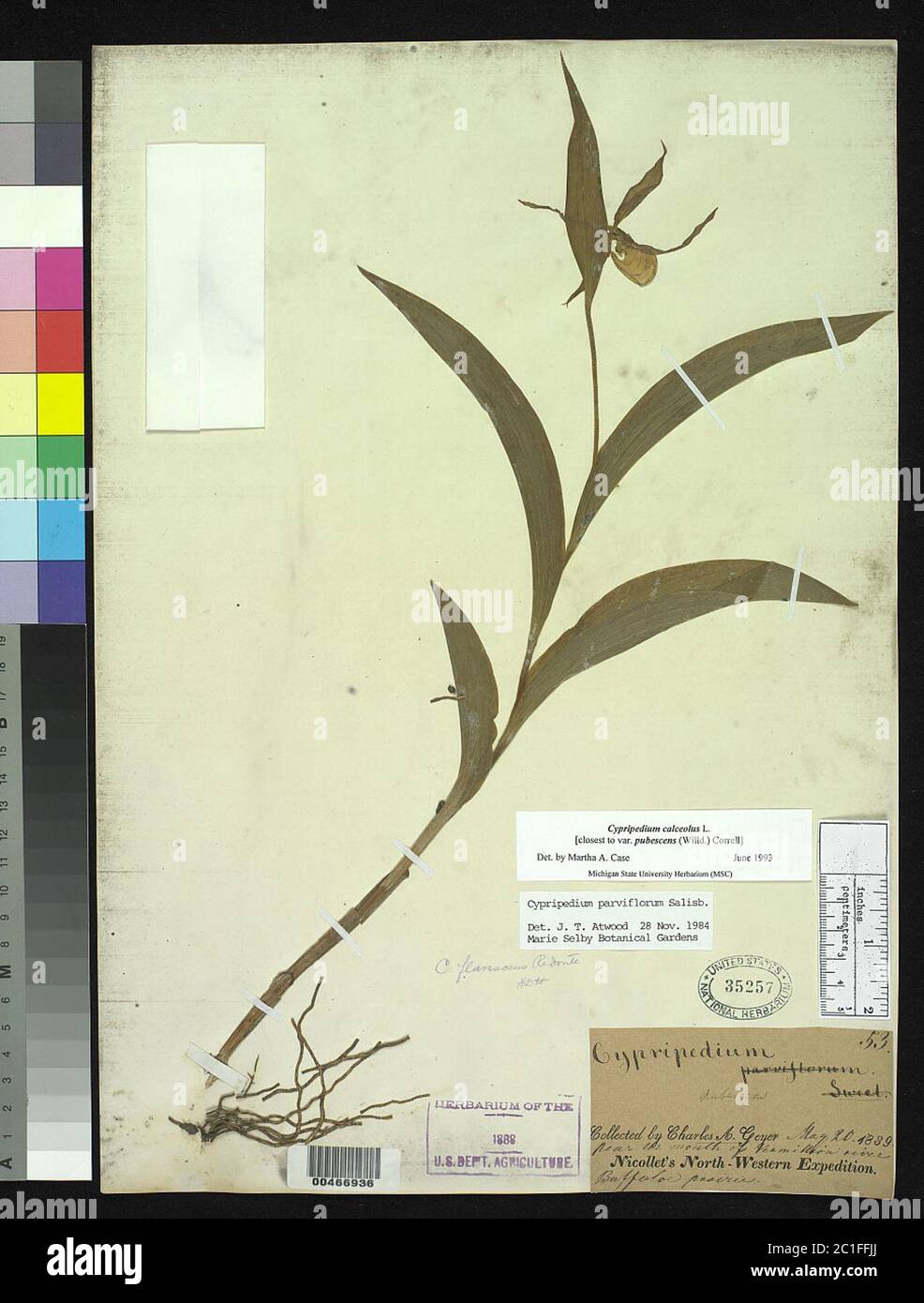 Cypripedium calceolus var pubescens Cypripedium calceolus var pubescens. Stock Photo