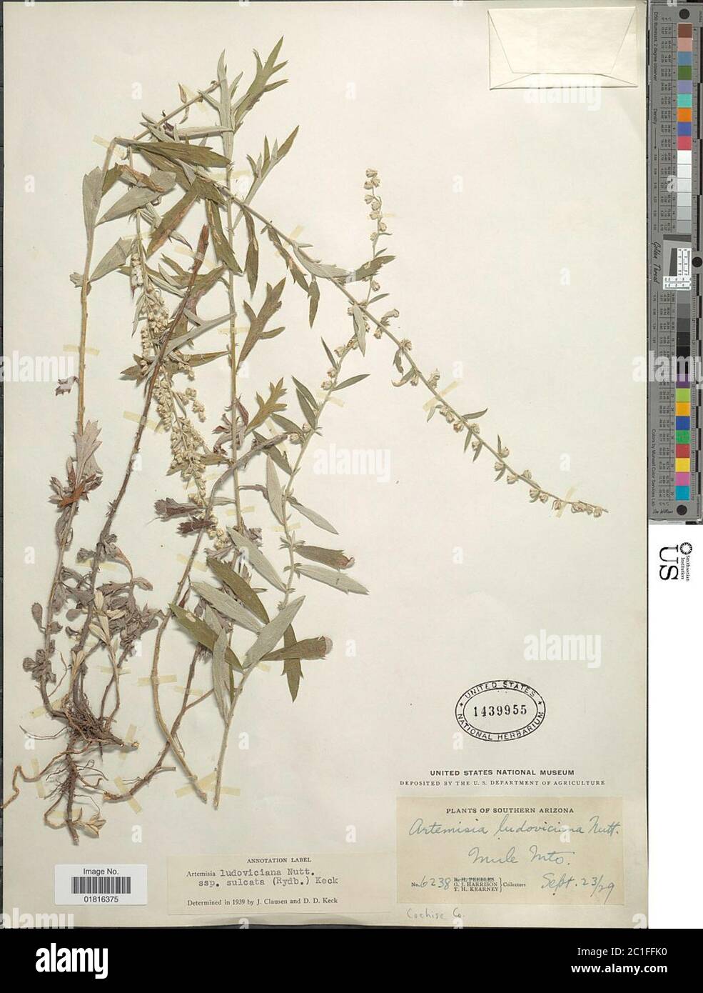 Artemisia ludoviciana subsp sulcata Rydb DD Keck Artemisia ludoviciana subsp sulcata Rydb DD Keck. Stock Photo