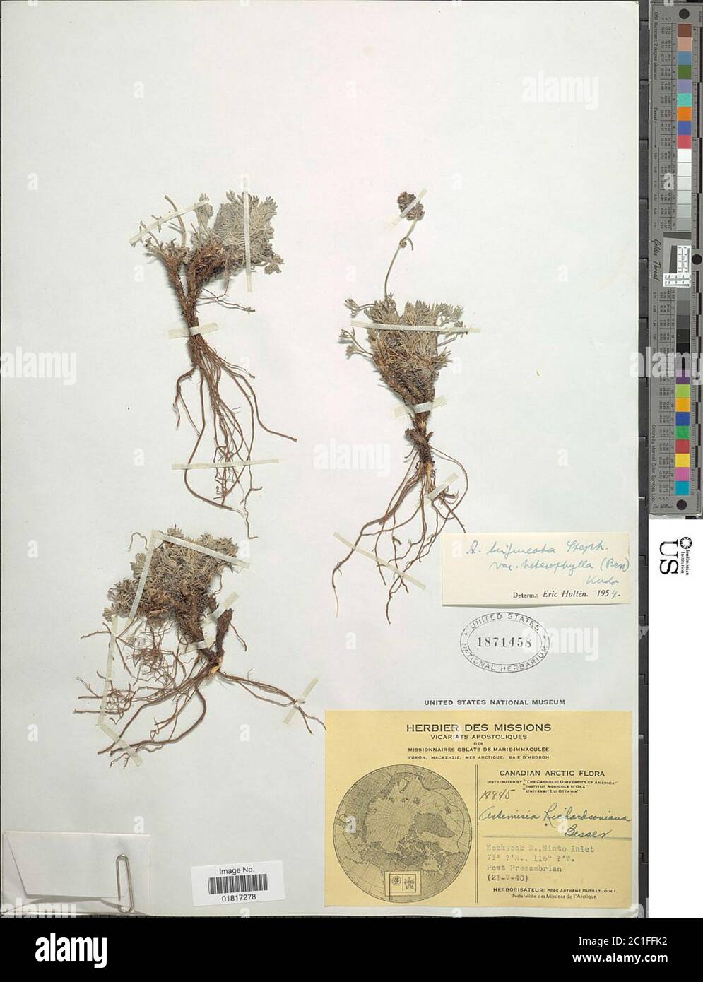 Artemisia trifurcata Steph ex Spreng Artemisia trifurcata Steph ex Spreng. Stock Photo