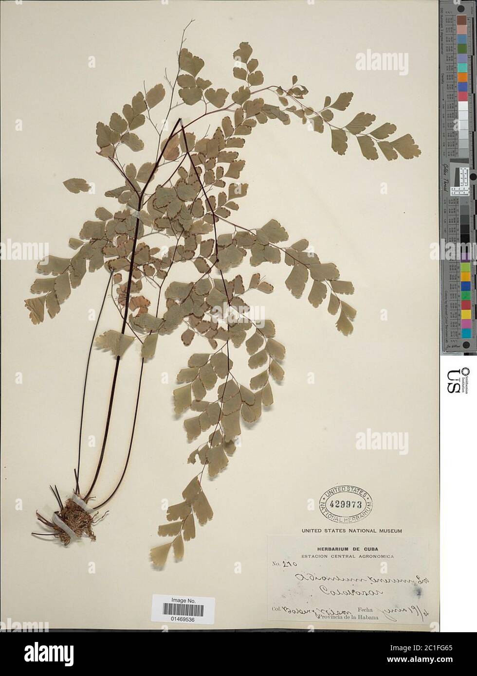 Adiantum tenerum Sw Adiantum tenerum Sw Stock Photo Alamy