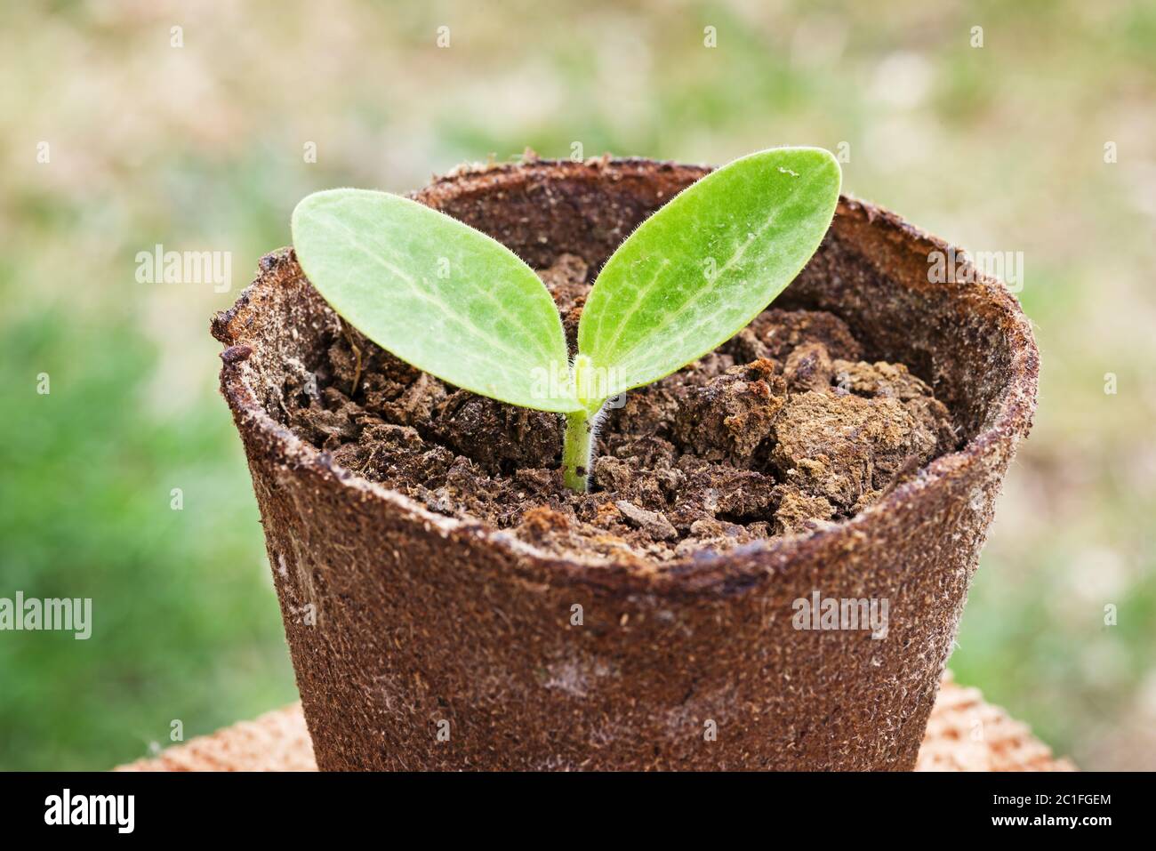 zucchini squash seedling in a peat pot Stock Photo
