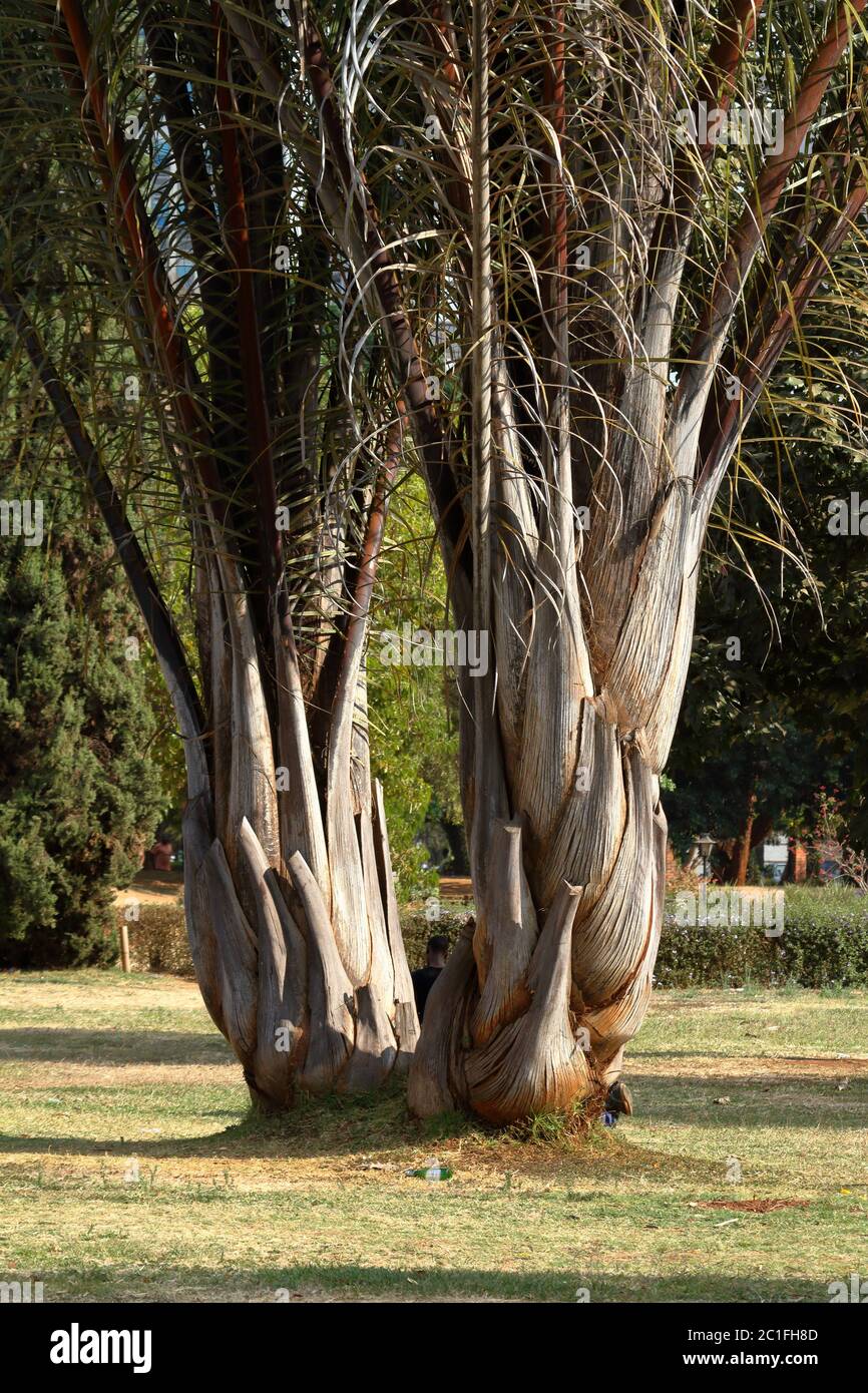 Trees in the city park of Harare Stock Photo Alamy
