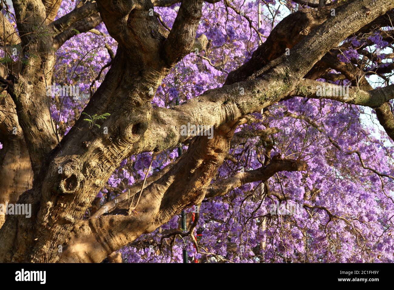 Harare city hires stock photography and images Alamy