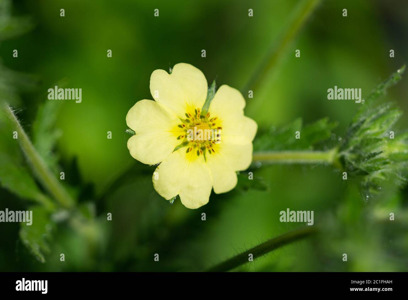 Sulphur Cinquefoil Flower in Springtime Stock Photo