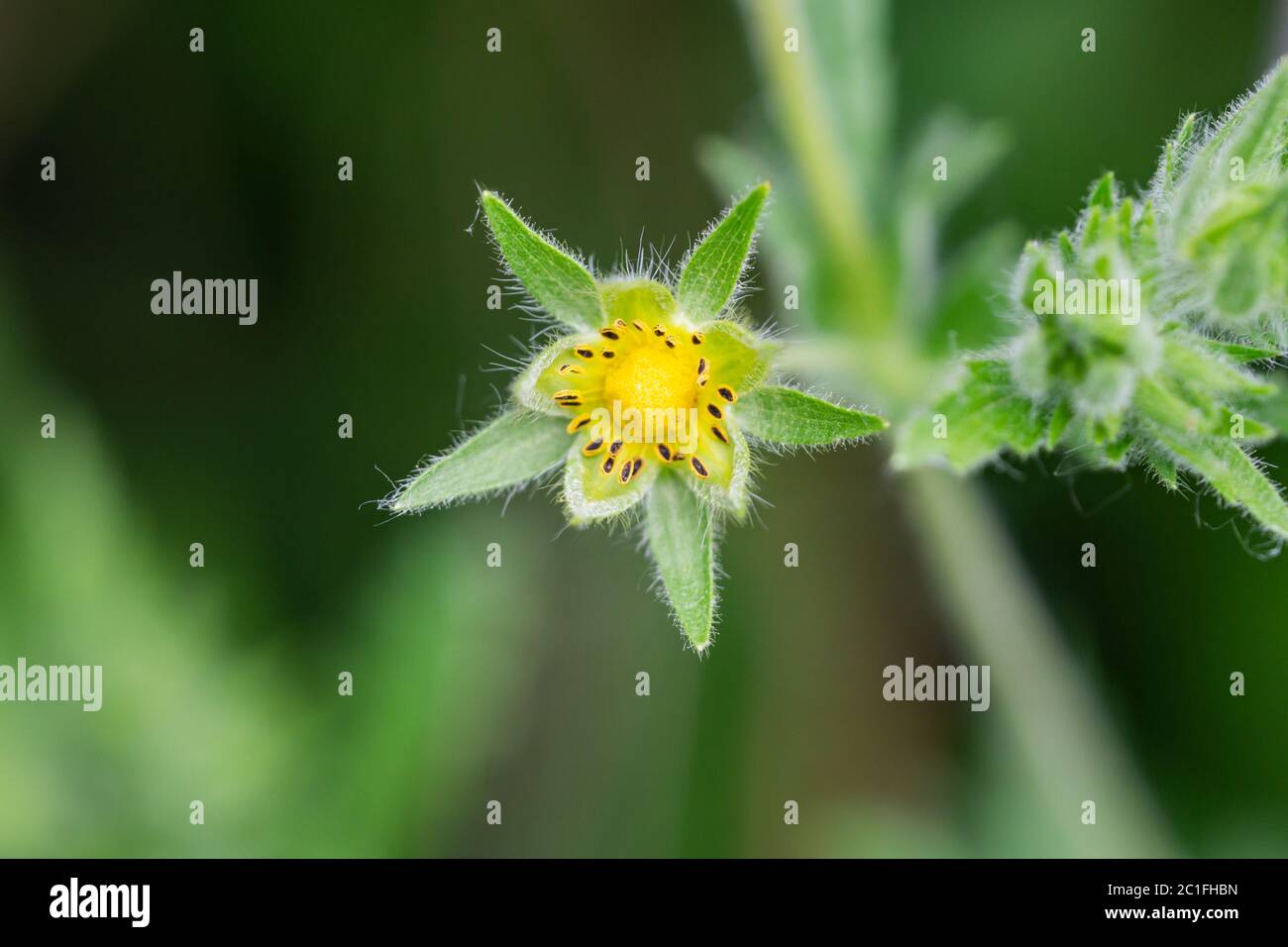 Sulphur Cinquefoil Flower in Springtime Stock Photo