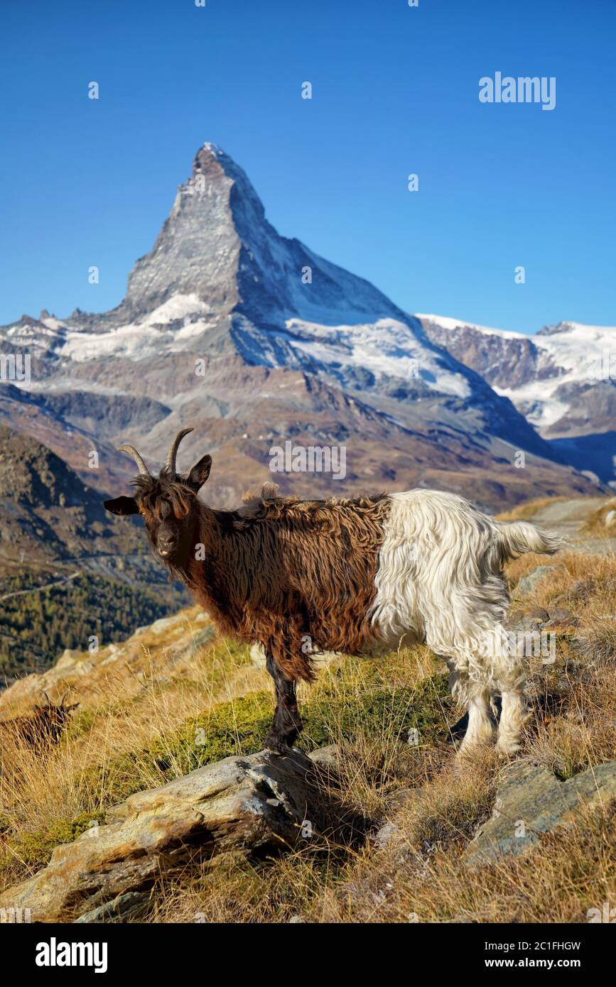 Matterhorn with goat 2 Stock Photo