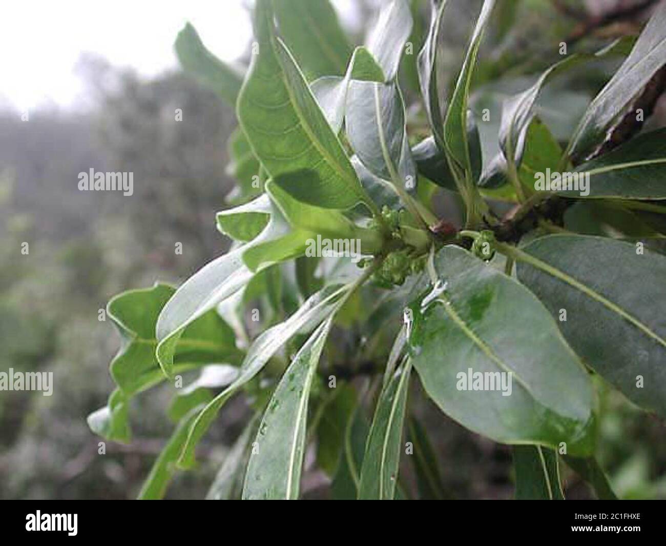 Wagner CP6818.jpg Coprosma longifolia A Gray. Stock Photo