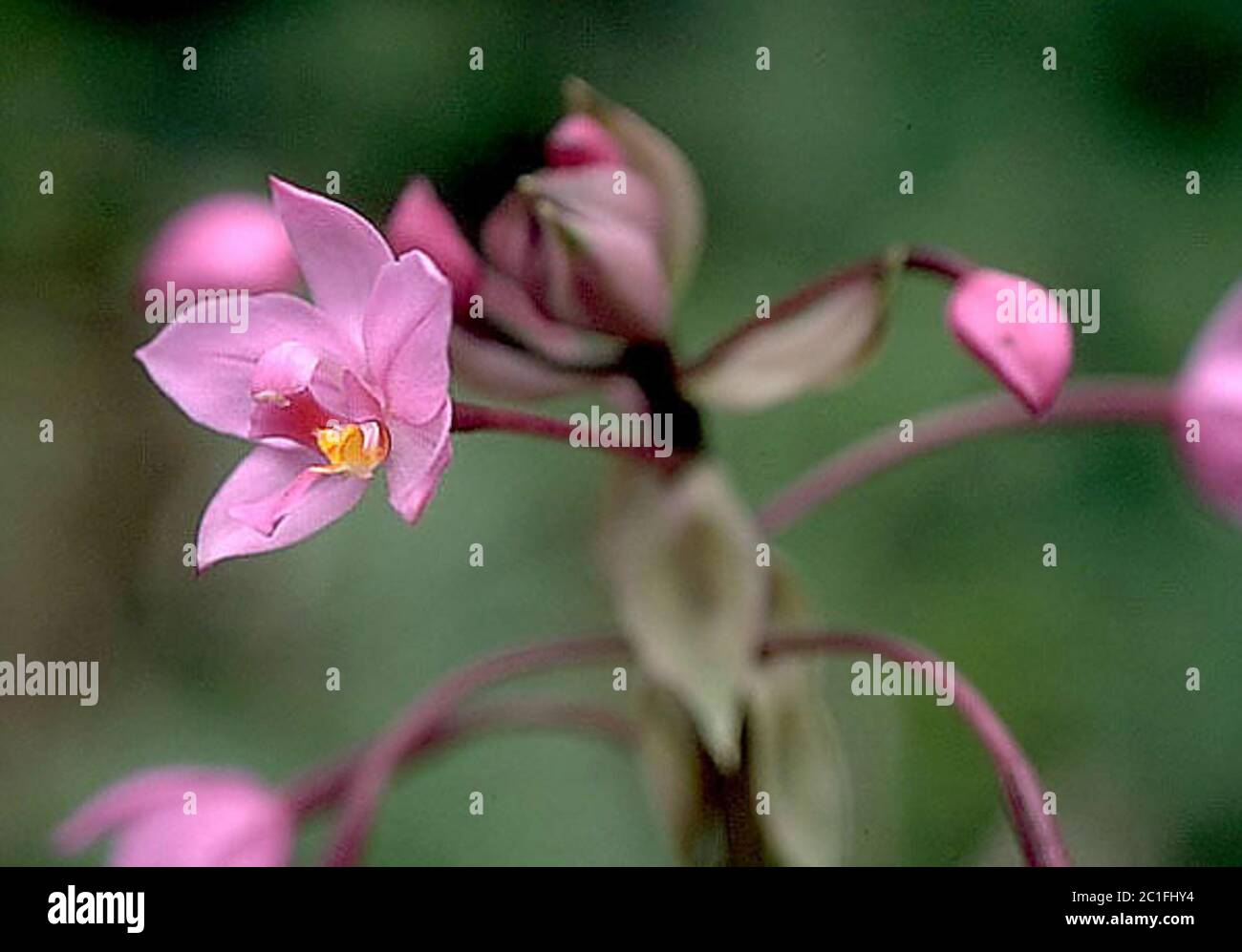 Spathoglottisplicata4.jpg Spathoglottis plicata Blume. Stock Photo