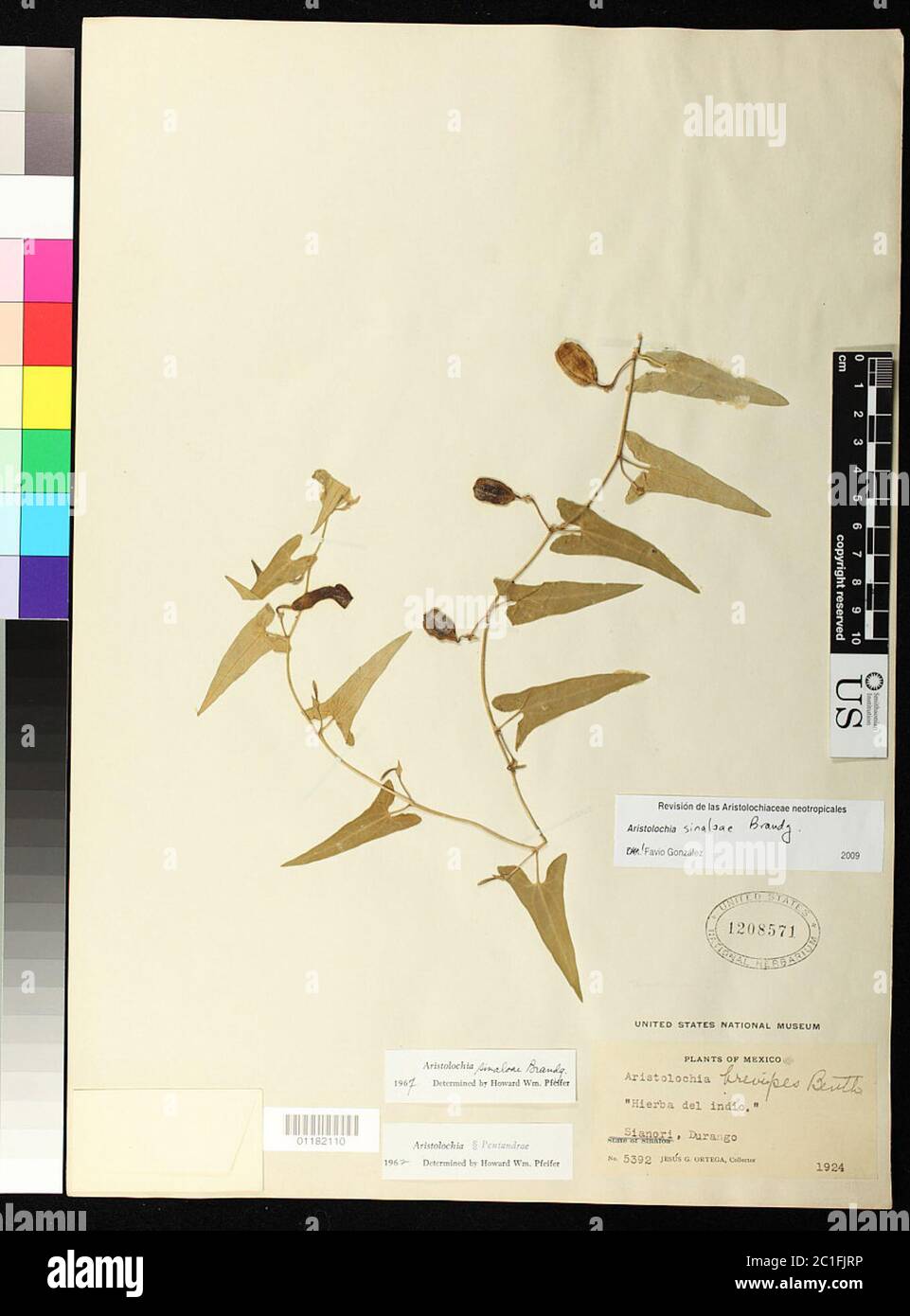 Aristolochia sinaloae Brandegee Aristolochia sinaloae Brandegee. Stock Photo