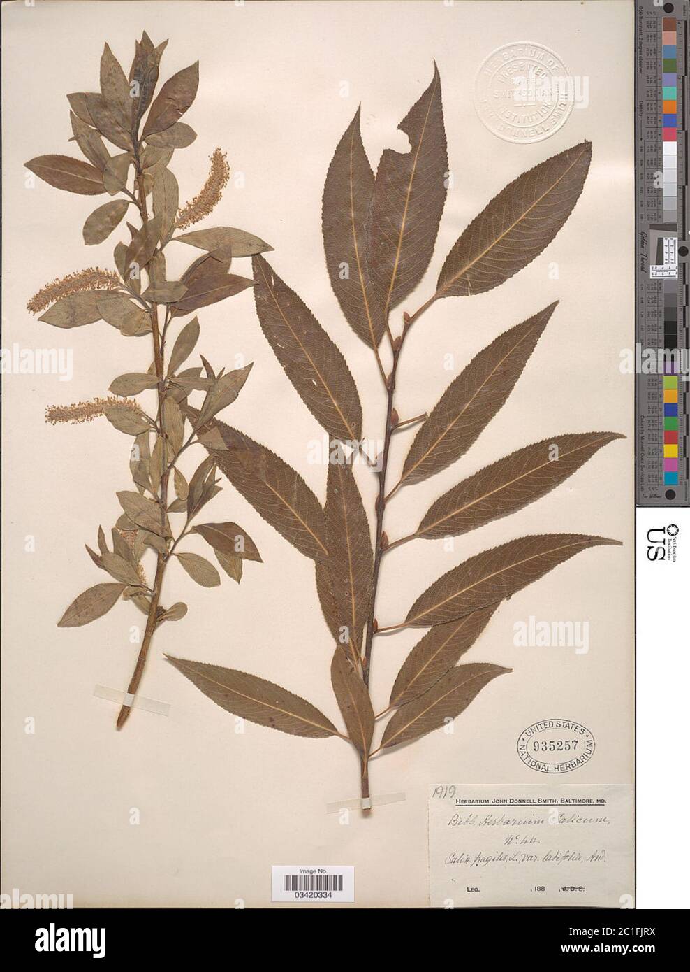 Salix fragilis var latifolia Salix fragilis var latifolia. Stock Photo