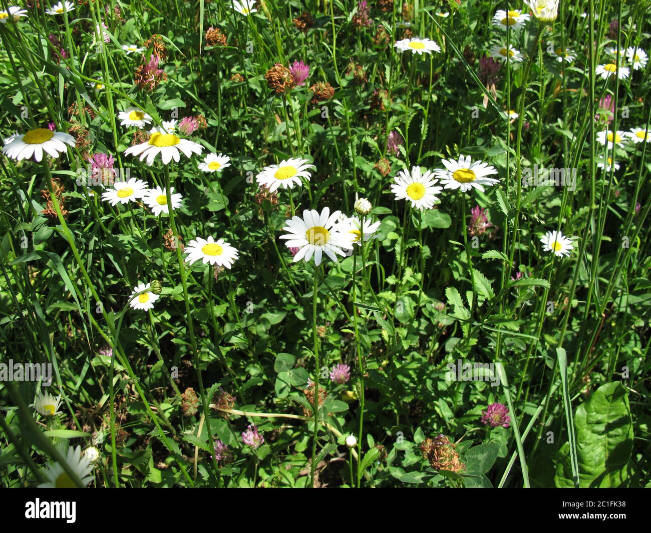 May meadow hi-res stock photography and images - Alamy