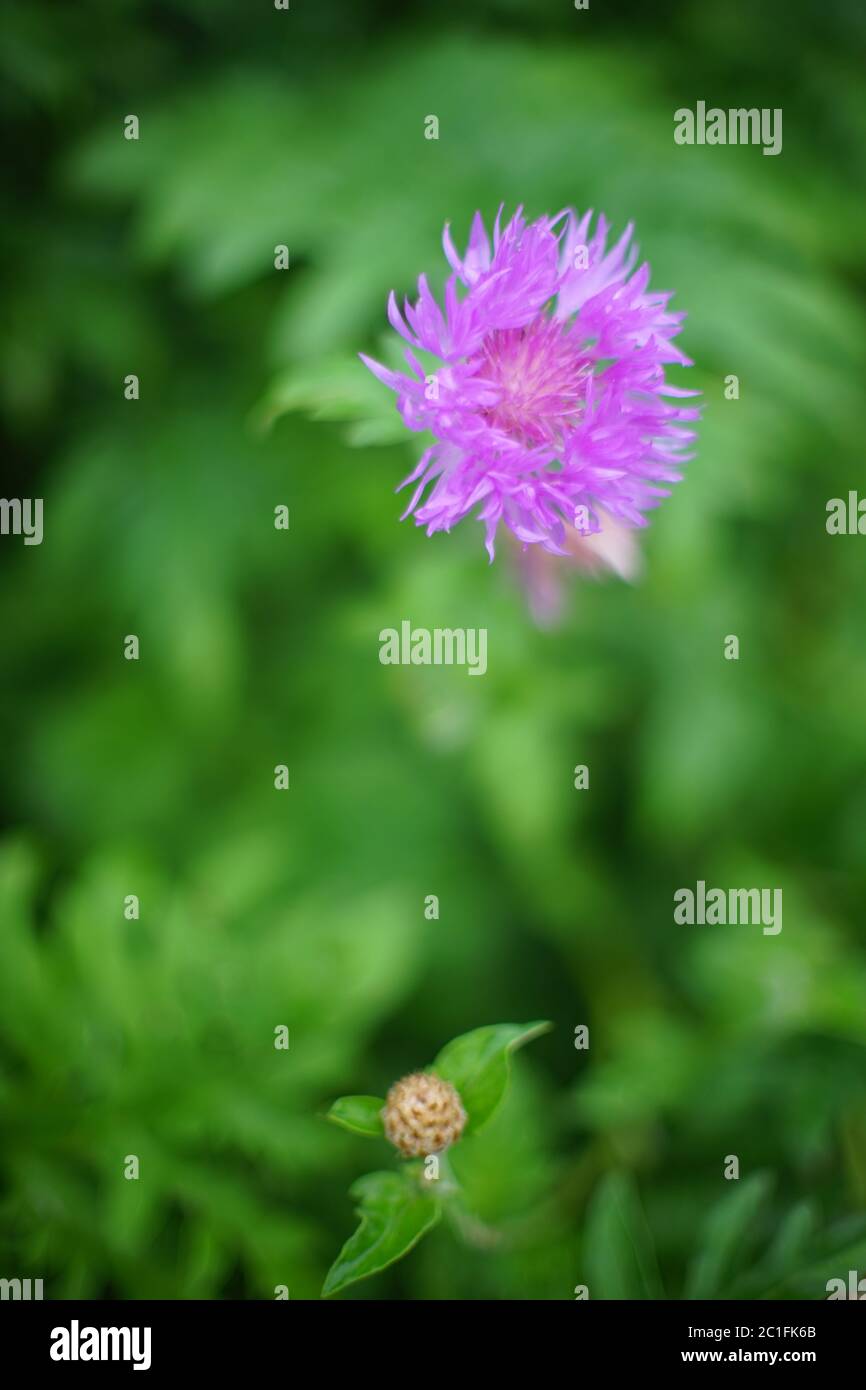 Wild purple flower grows in summer garden Stock Photo - Alamy