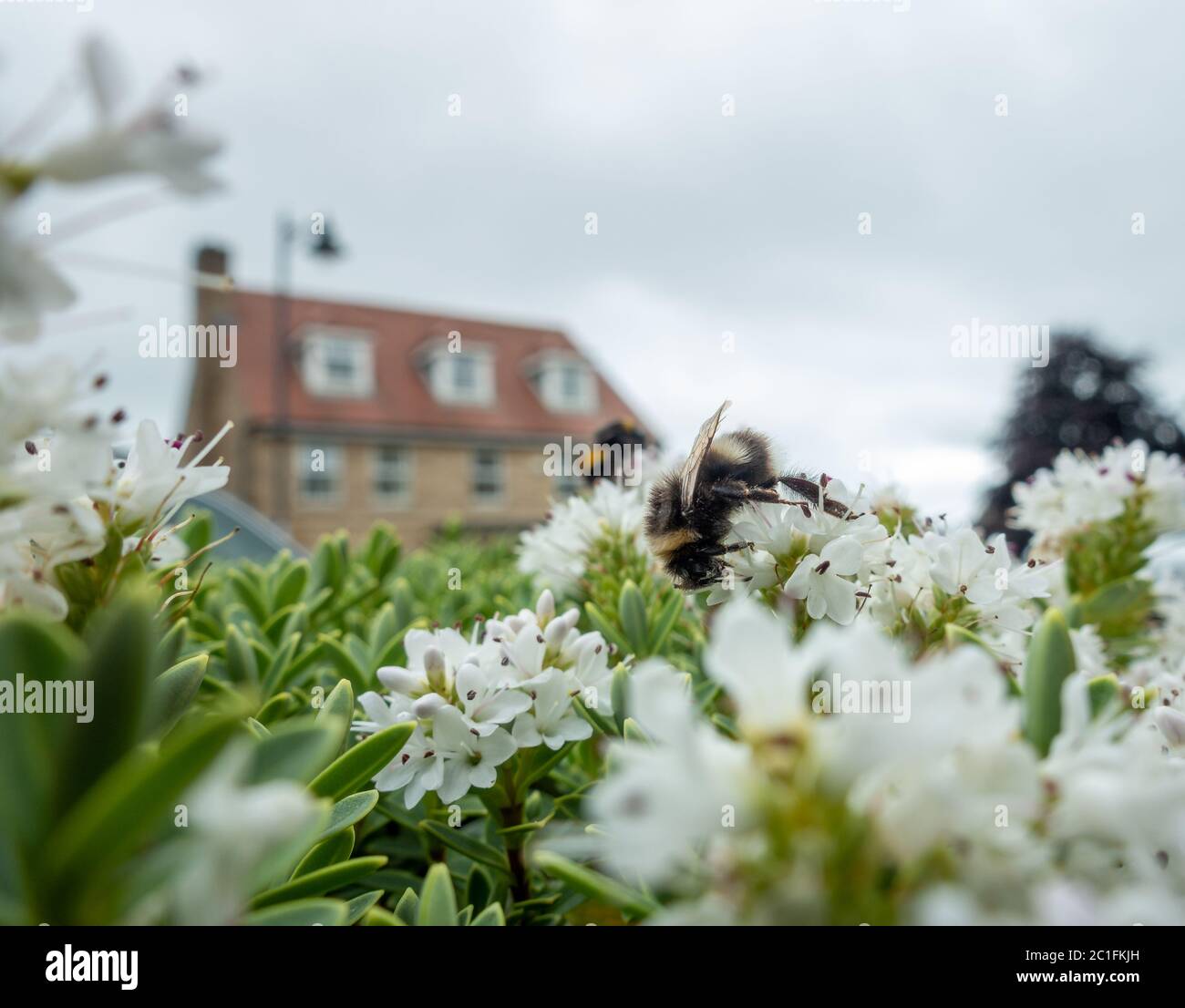 UK urban wildlife: bumblebees gather nectar and pollinate a hebe shrub in an front garden. West Yorkshire, UK Stock Photo