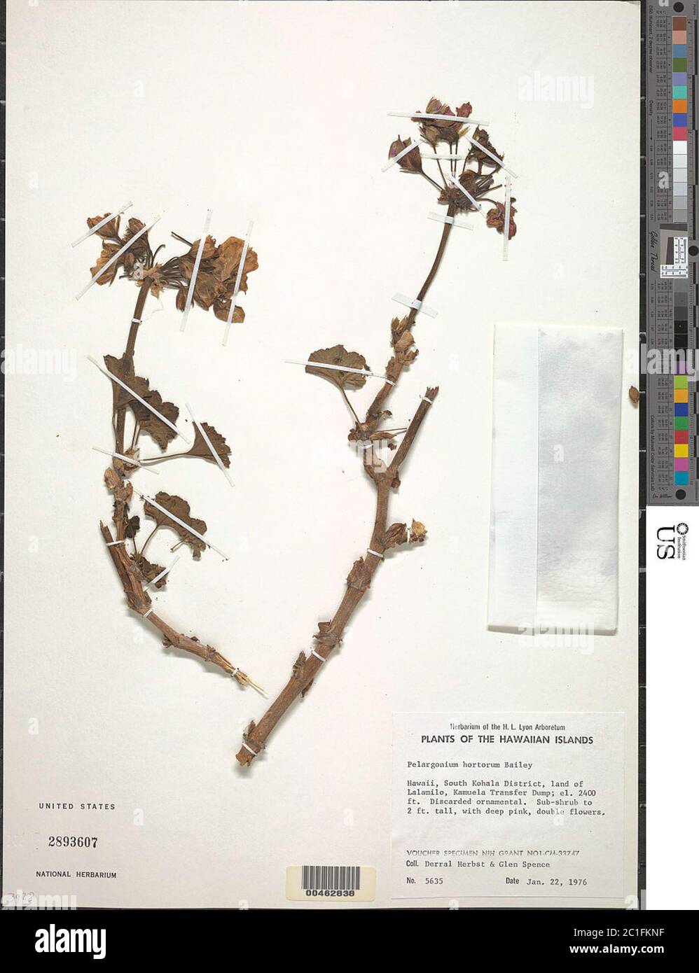 Pelargonium x hortorum LH Bailey Pelargonium x hortorum LH Bailey. Stock Photo