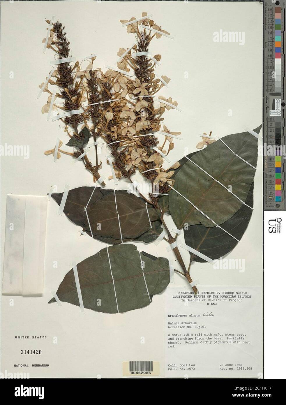 Eranthemum nigrum Eranthemum nigrum. Stock Photo