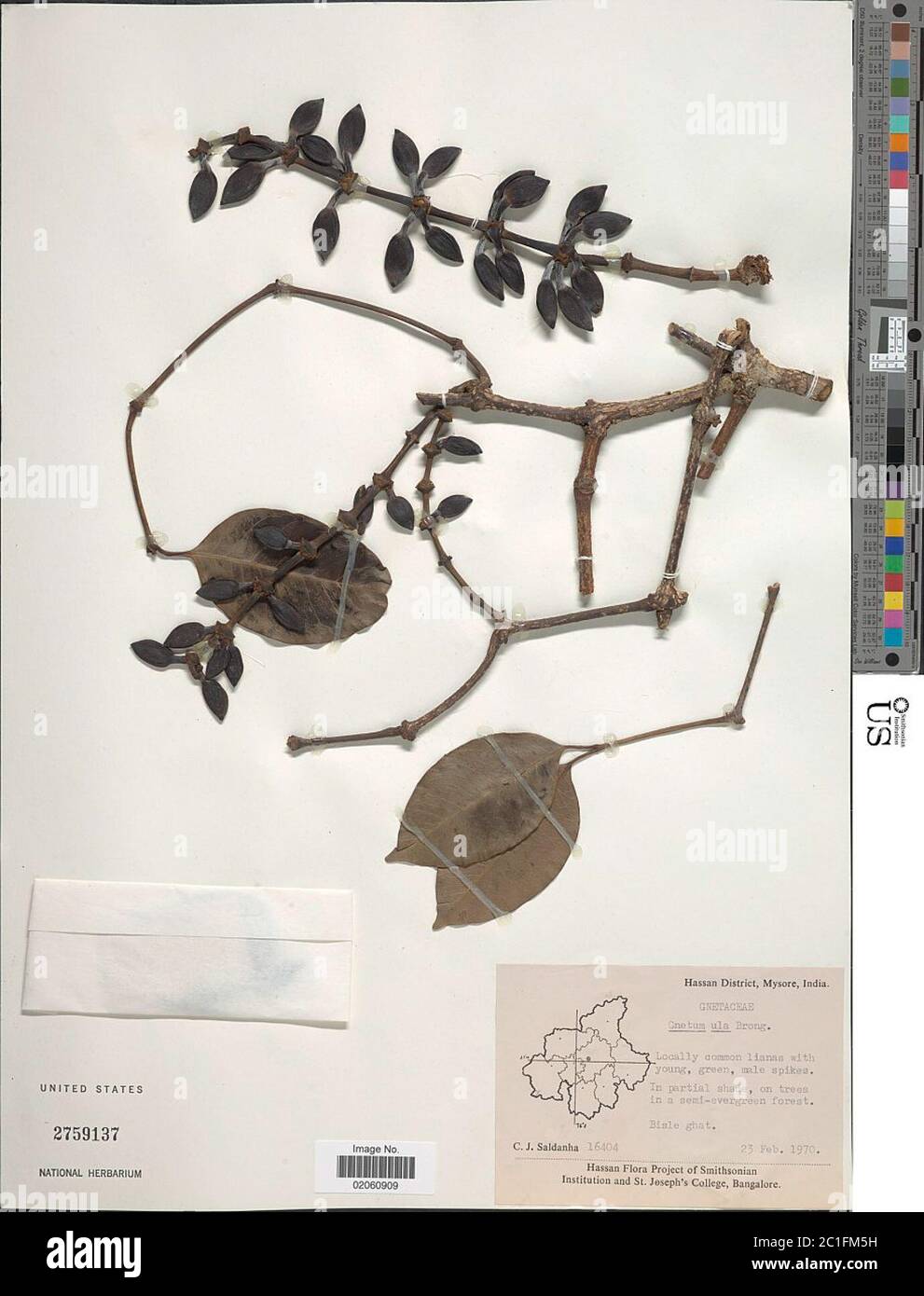 Gnetum Ula Hi Res Stock Photography And Images Alamy