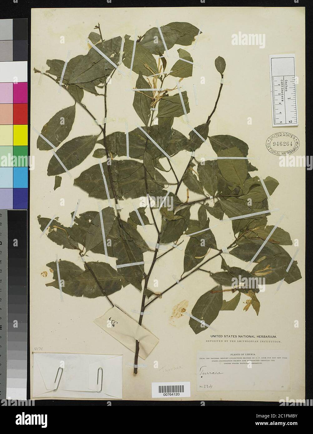 Turraea sp Turraea sp Stock Photo Alamy