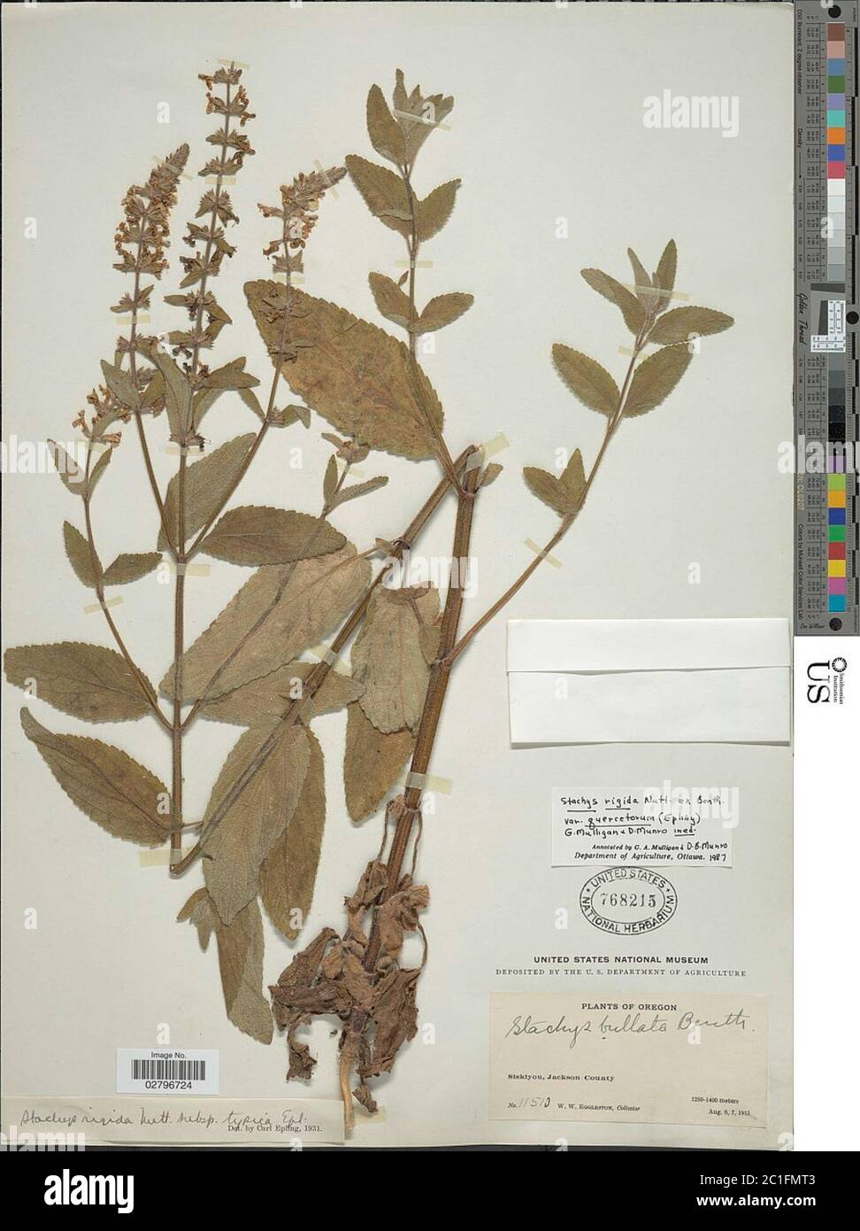 Stachys rigida subsp quercetorum Nutt Stachys rigida subsp quercetorum Nutt. Stock Photo