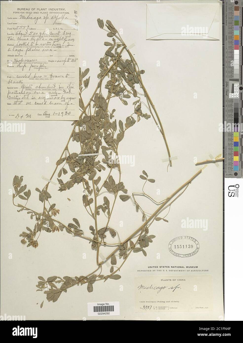 Medicago sativa L Medicago sativa L Stock Photo - Alamy