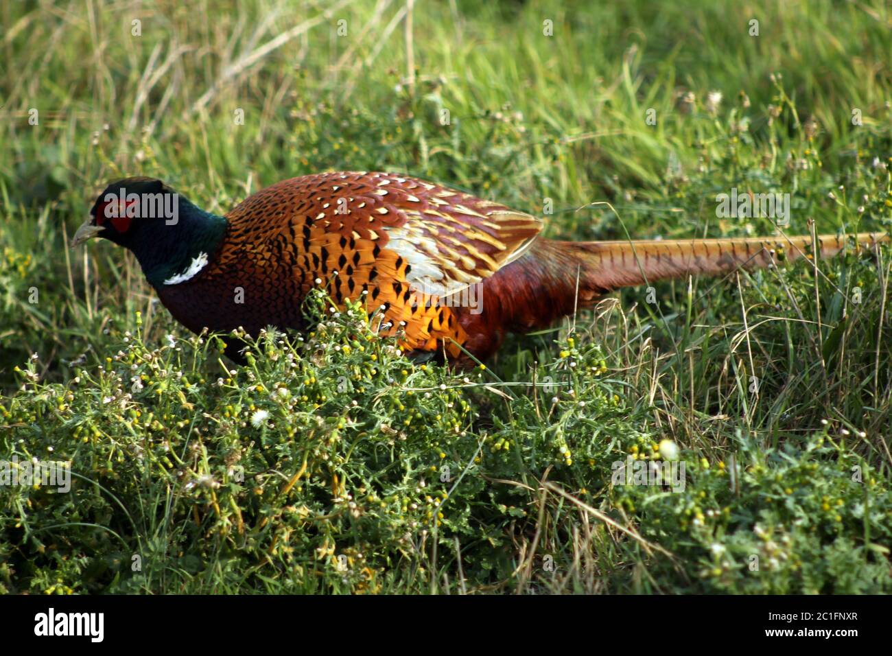 Pheasant, male Stock Photo
