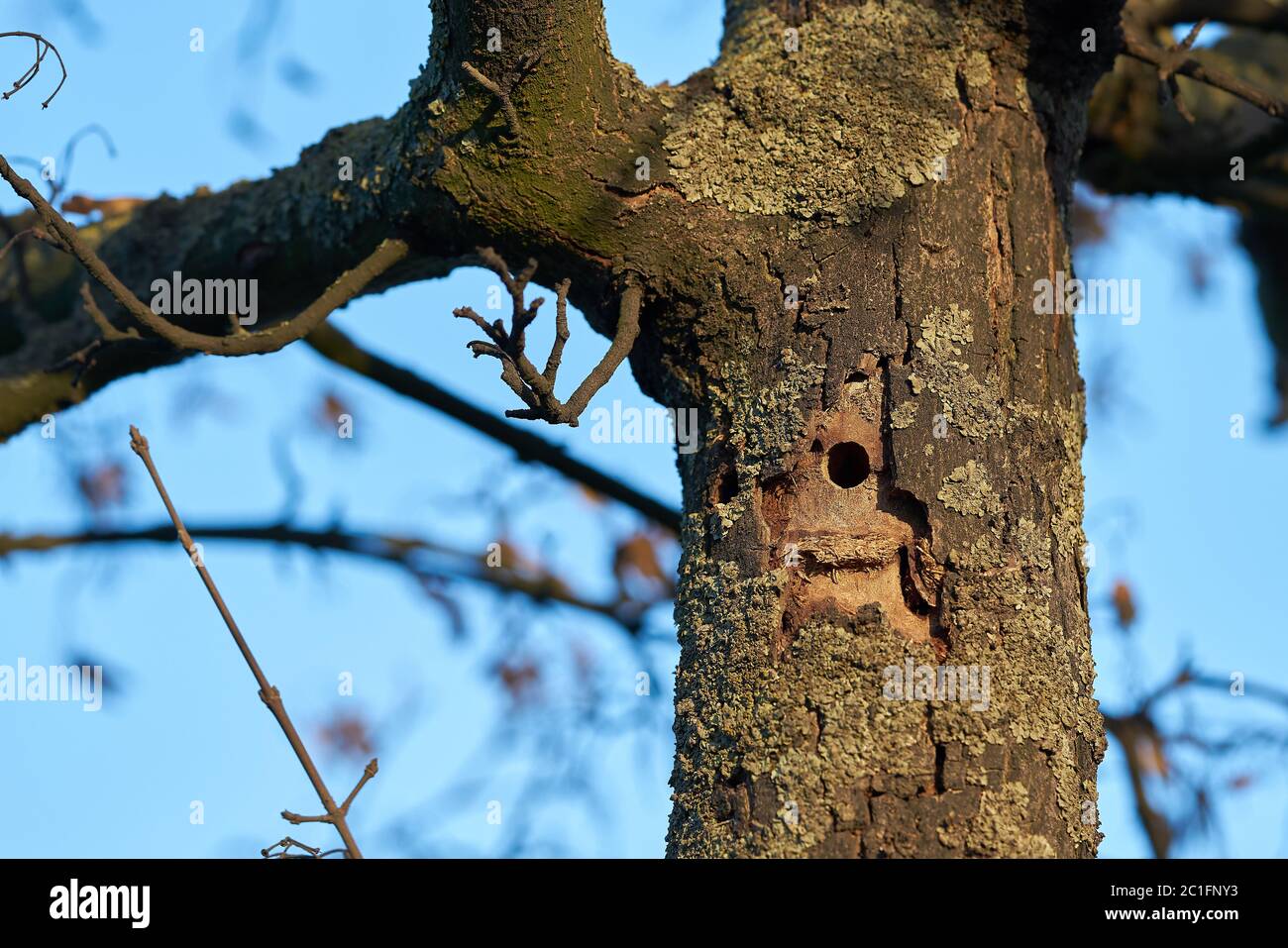 A tree infested by the Asian longhorn beetle in Magdeburg in Germany. The beetle is spreading around since 2000 in Europe, and damaged deciduous trees. Stock Photo