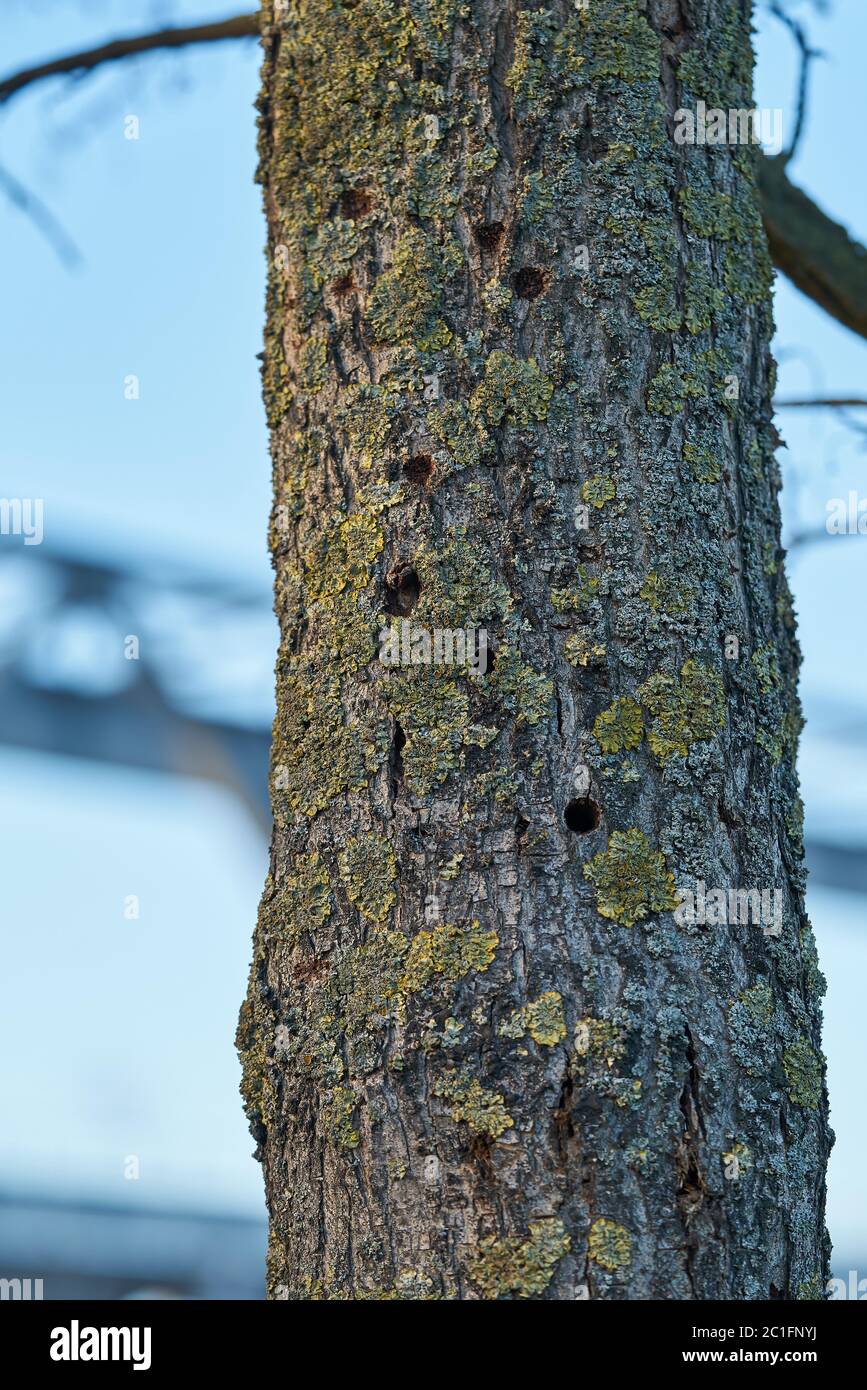 A tree infested by the Asian longhorn beetle in Magdeburg in Germany. The beetle is spreading around since 2000 in Europe, and damaged deciduous trees. Stock Photo