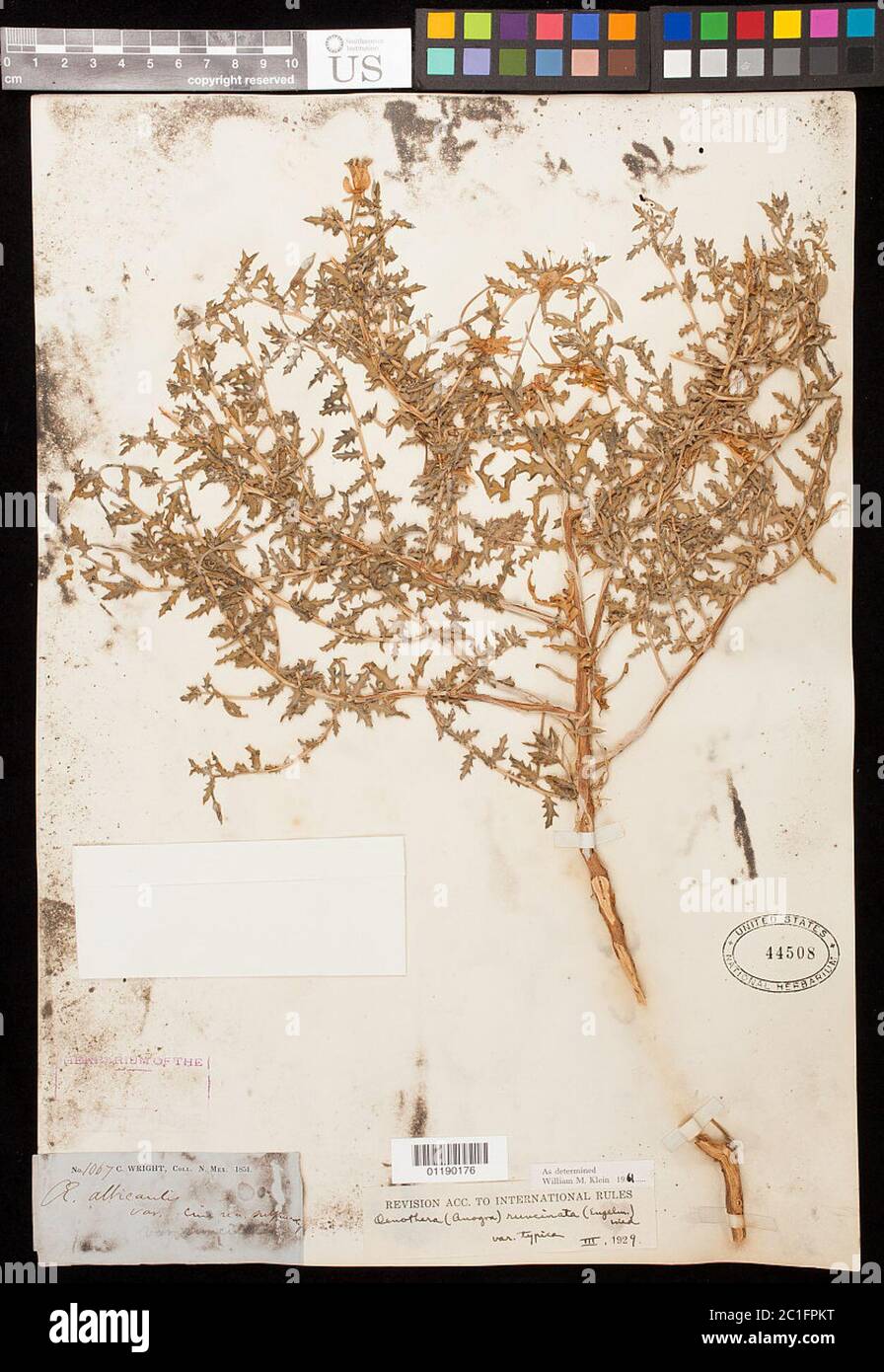 Oenothera pallida subsp runcinata Engelm Munz WM Klein Stock Photo