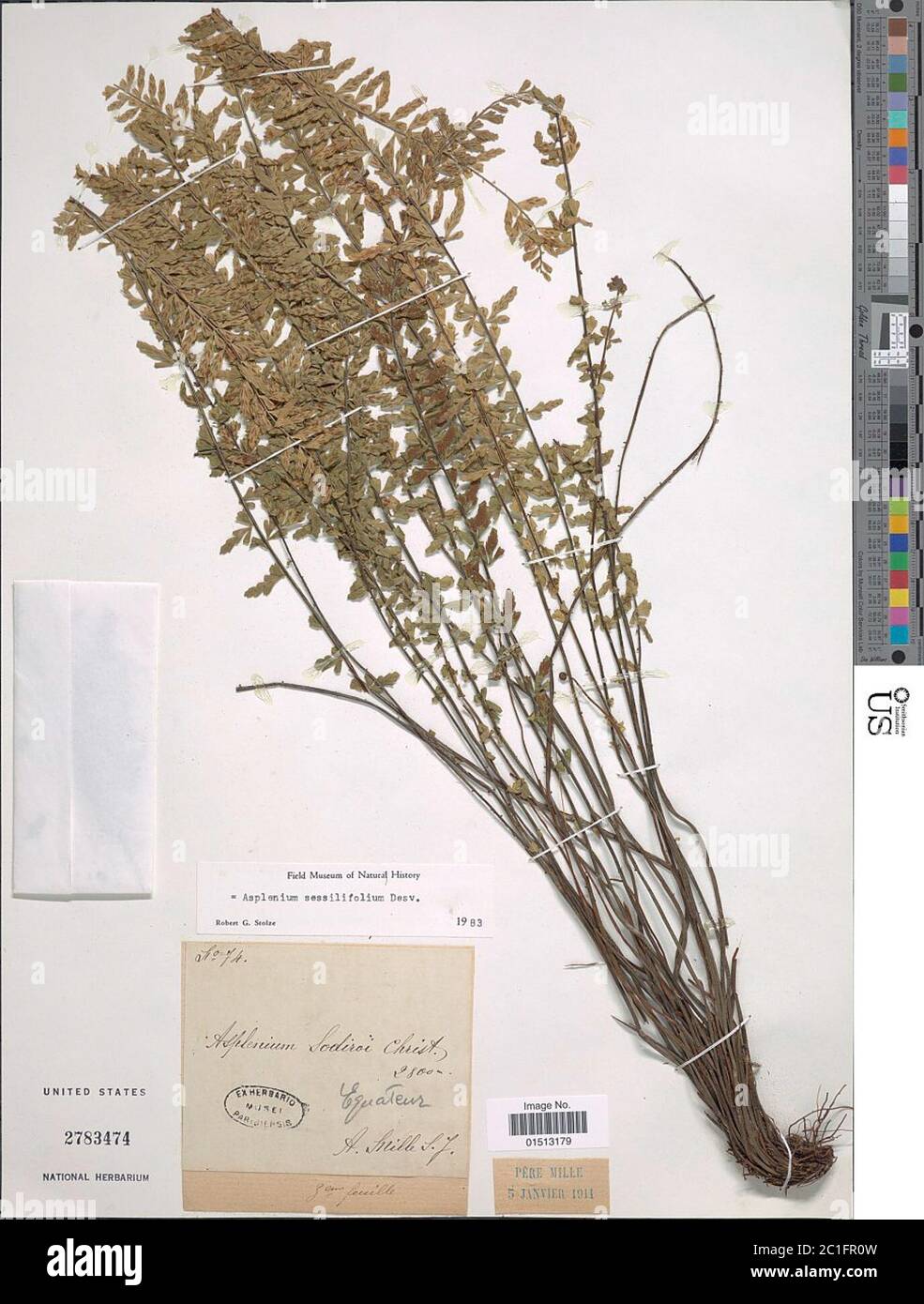 Asplenium sessilifolium Desv Asplenium sessilifolium Desv. Stock Photo