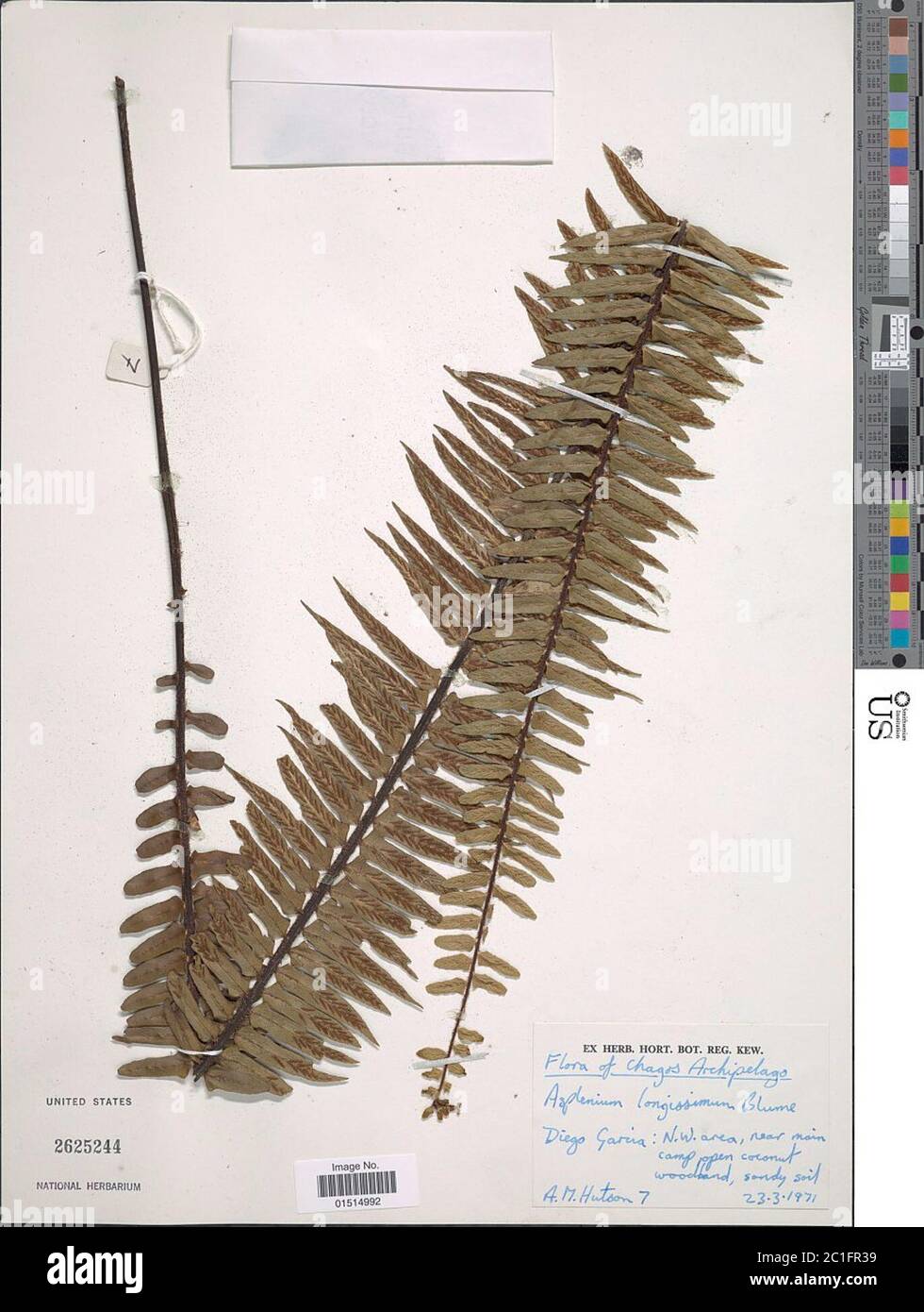 Asplenium longissimum Blume Asplenium longissimum Blume. Stock Photo