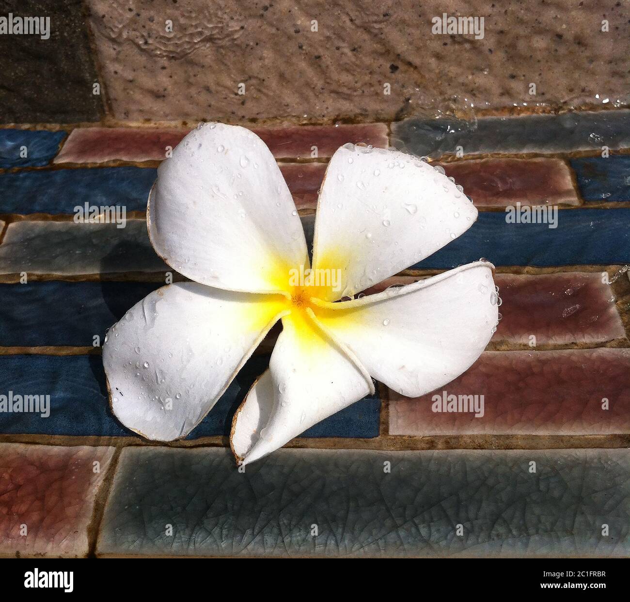 Beautiful Frangipane flowers in a blooming park Stock Photo Alamy