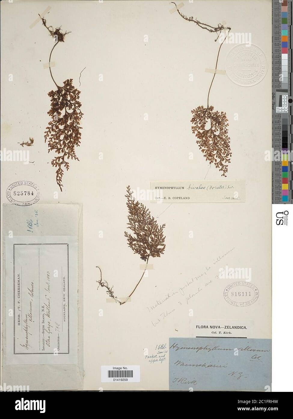 Hymenophyllum villosum Colenso Hymenophyllum villosum Colenso. Stock Photo