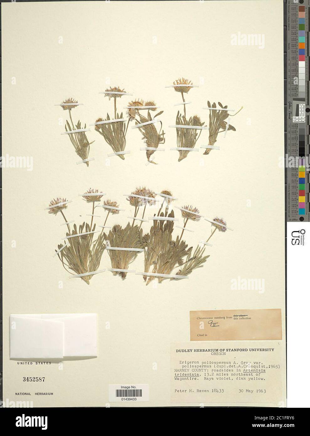 Erigeron poliospermus A Gray Erigeron poliospermus A Gray. Stock Photo