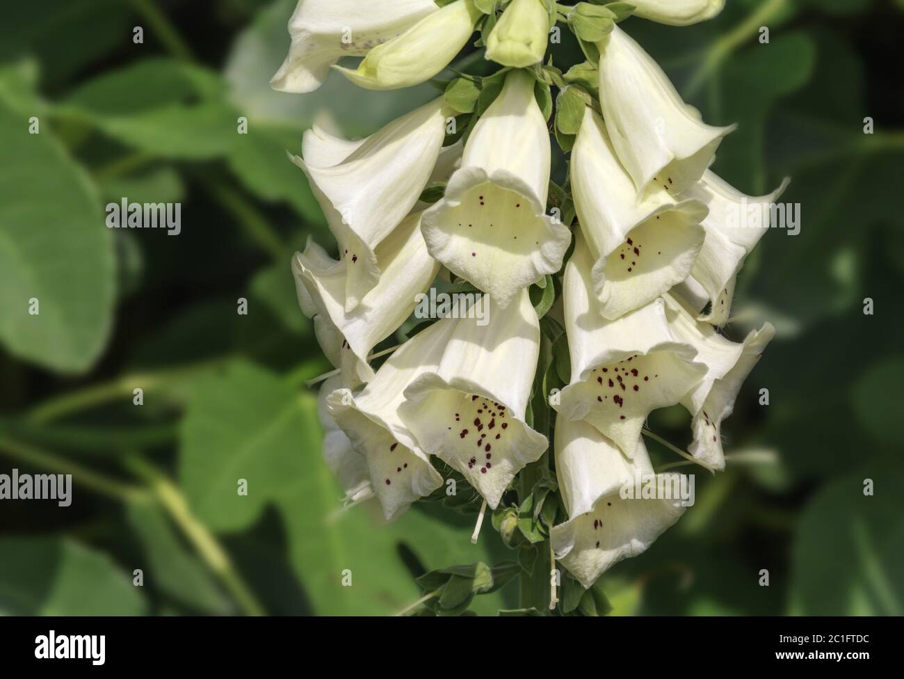 White thimble Digitalis (purpurea alba), pheasant (Scrophulariaceae) Stock Photo