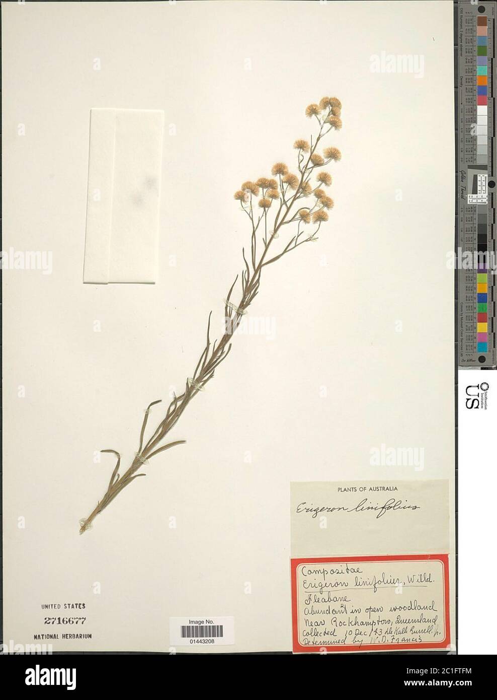 Erigeron linifolius Willd Erigeron linifolius Willd. Stock Photo