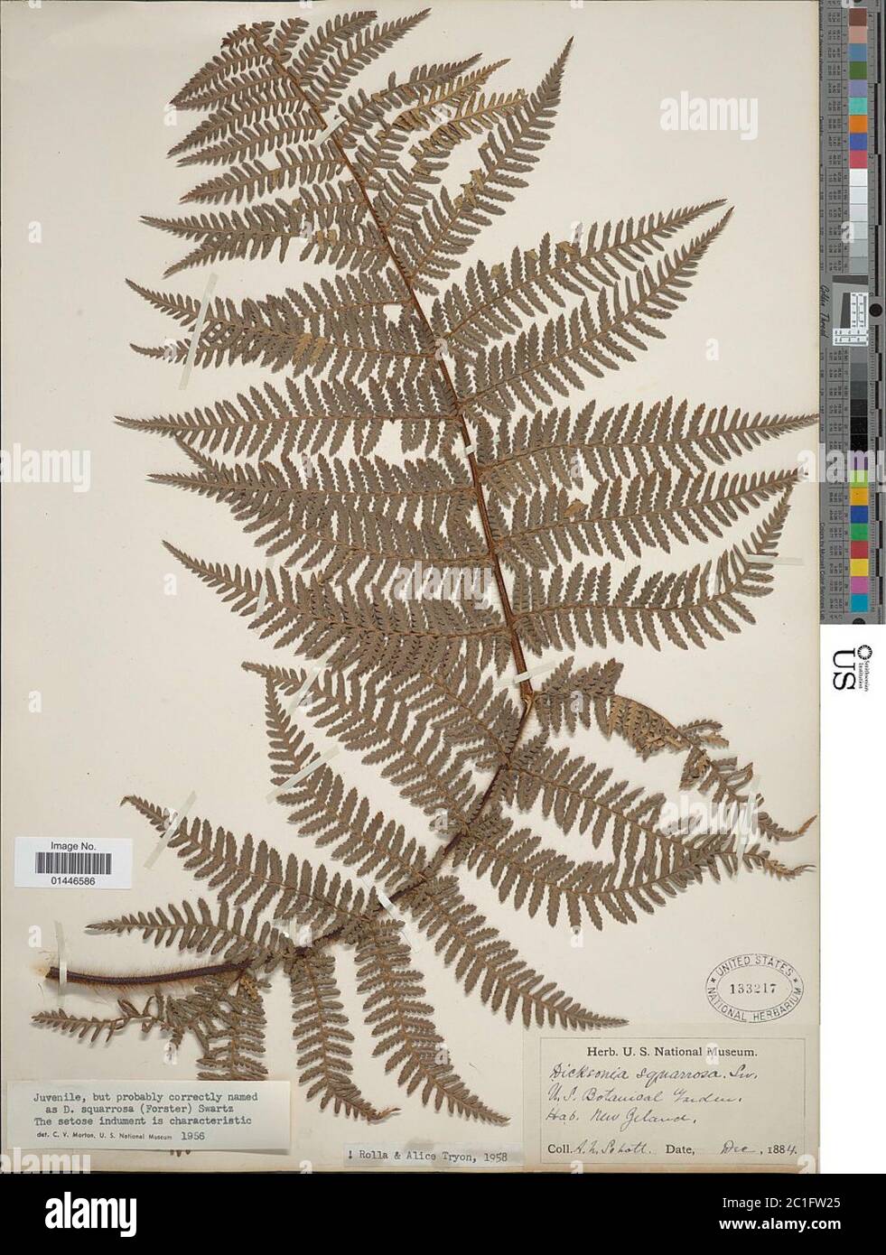 New zealand tree ferns dicksonia hi-res stock photography and images ...