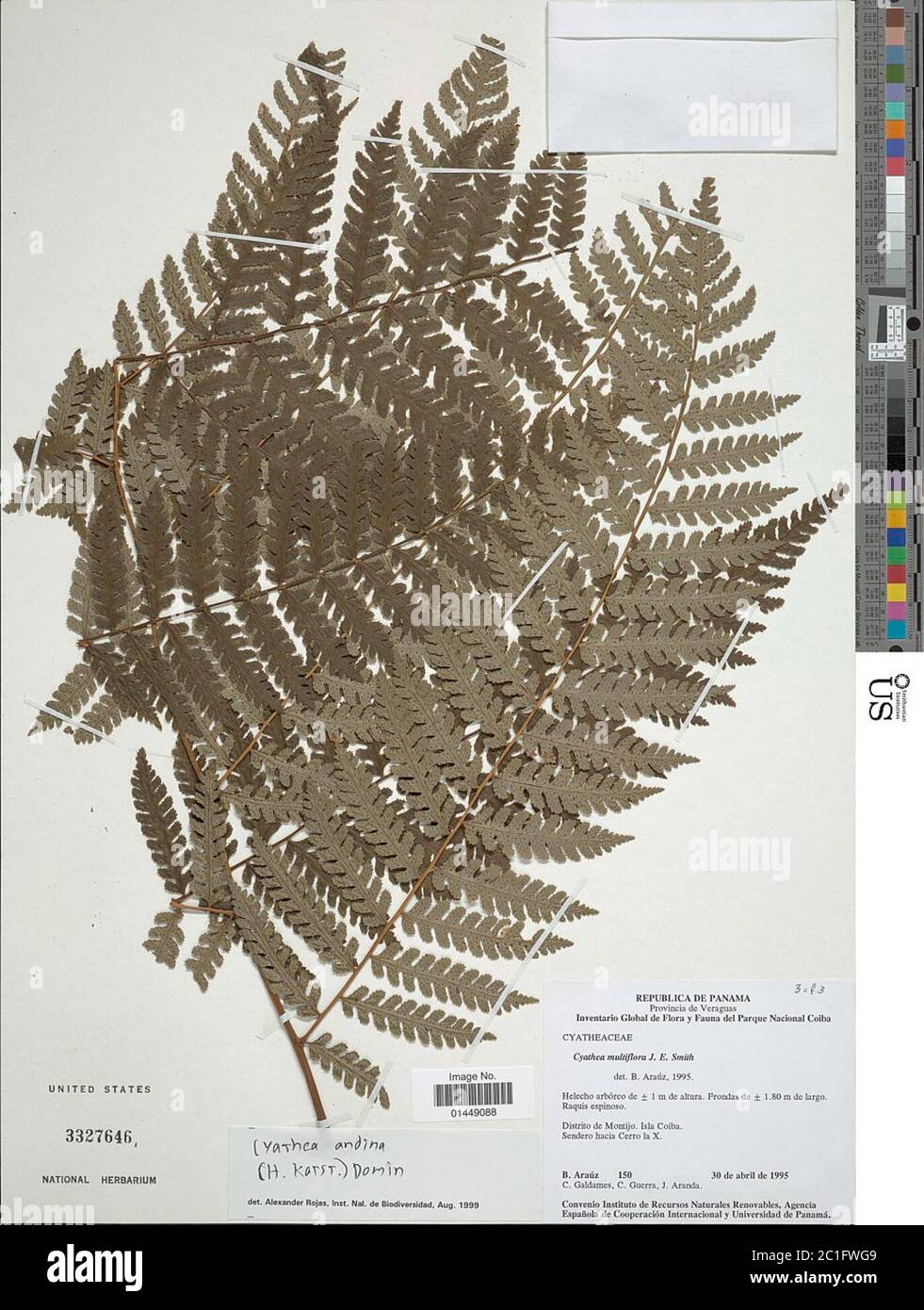 Cyathea multiflora Sm Cyathea multiflora Sm. Stock Photo