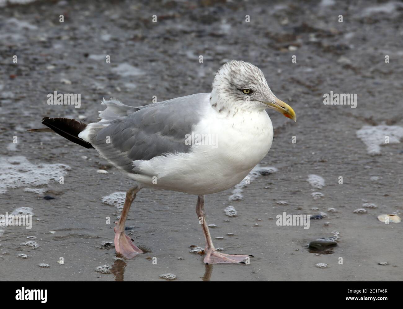 seagull on the edge of the baltic sea Stock Photo