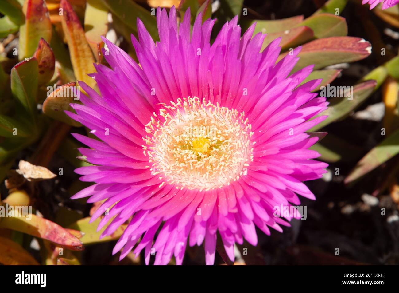 Beautiful Pink flower of Sally-My-Handsome (Carpobrotus acinaciformis) Stock Photo