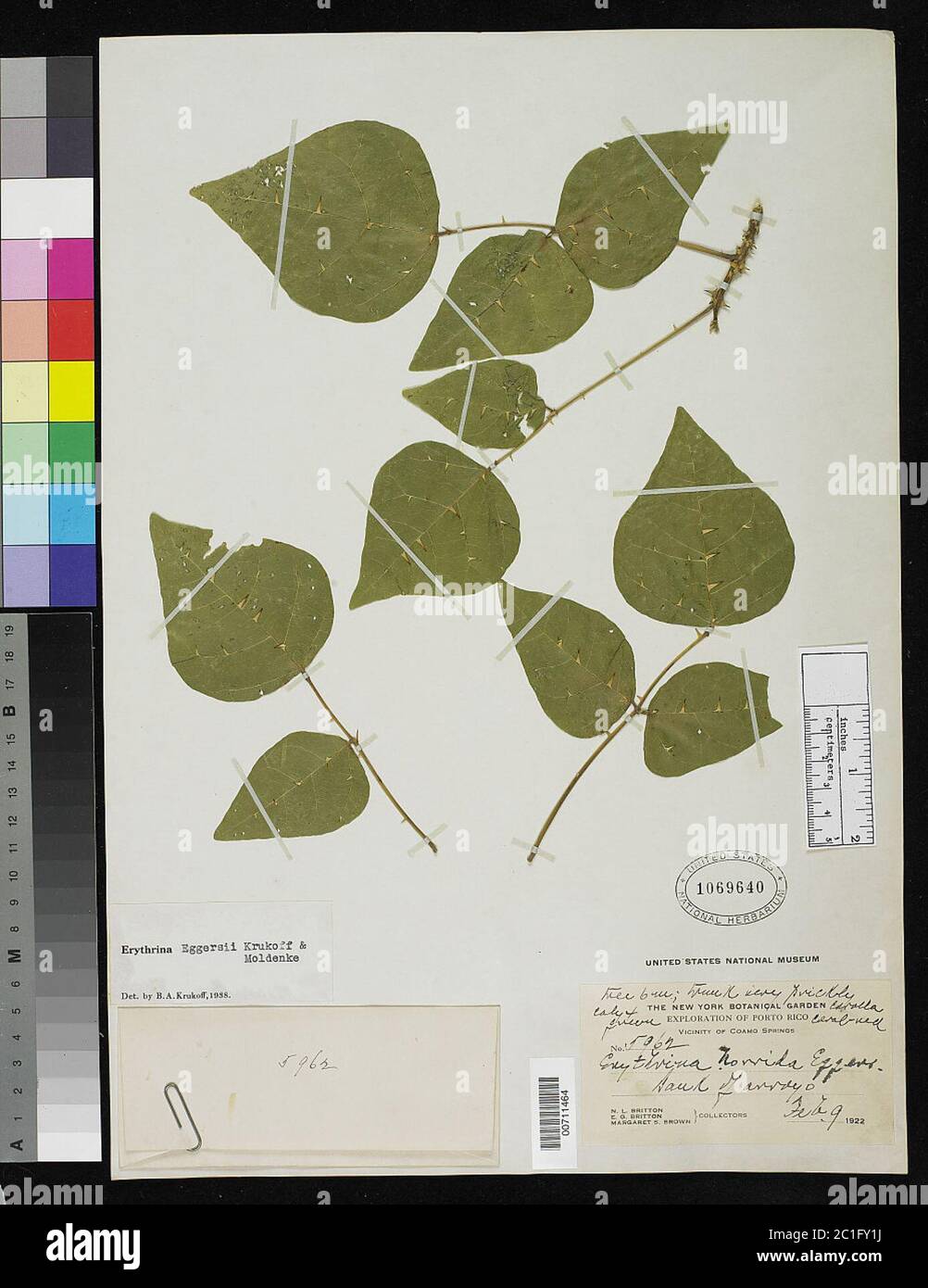 Erythrina eggersii Krukoff Moldenke Erythrina eggersii Krukoff Moldenke