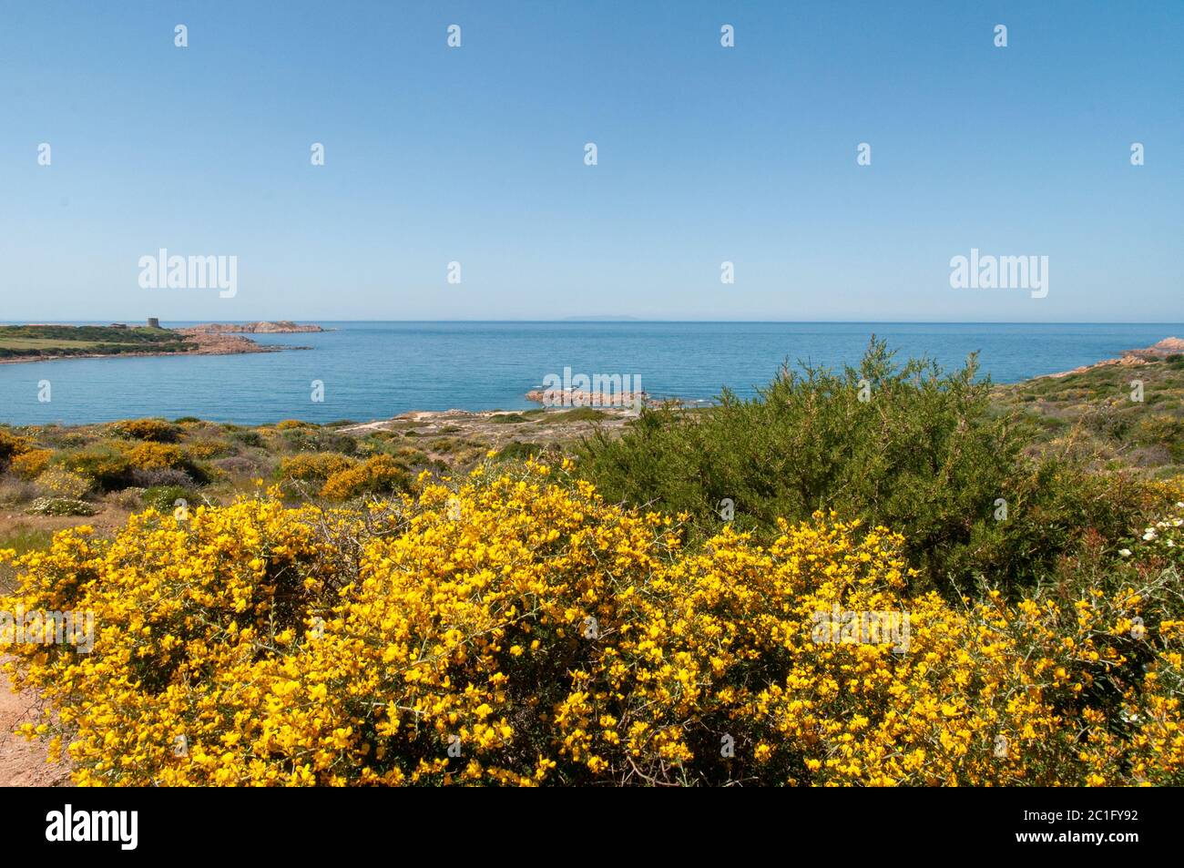 Beautiful Mediterranean yellow bush of flowers of French Broom (Genista monspessulana) with sea and horizon in the background Stock Photo