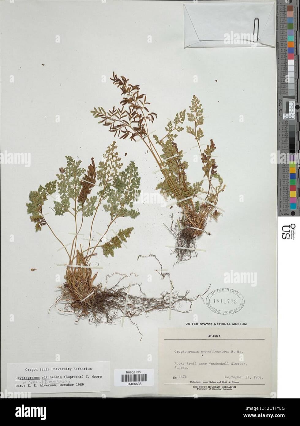 Cryptogramma sitchensis Rupr T Moore Cryptogramma sitchensis Rupr T Moore. Stock Photo