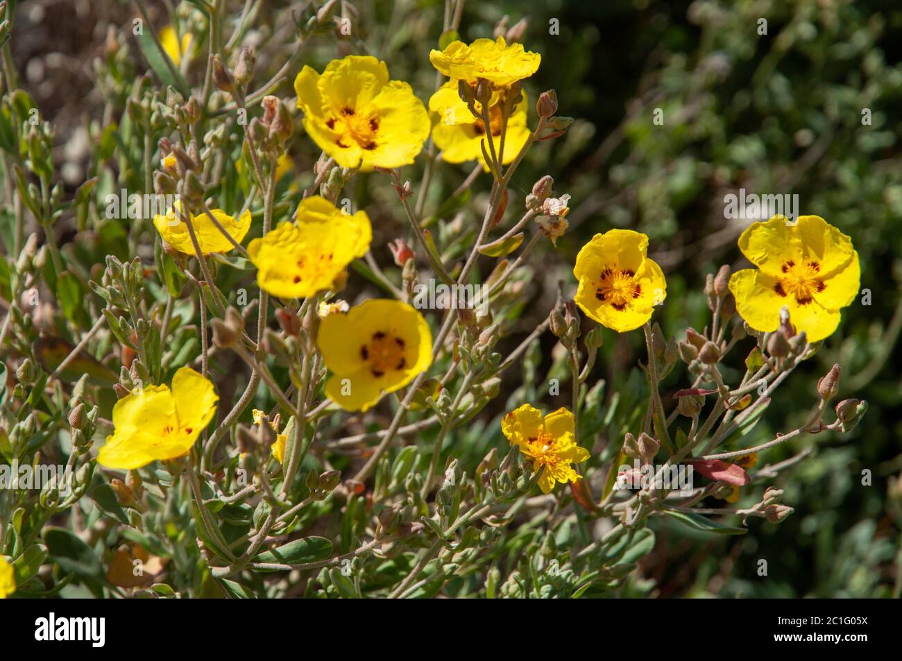 Beautiful Mediterranean yellow wild flowers of Spotted Yellow Sun Rose (Halimium halimifolium) Stock Photo