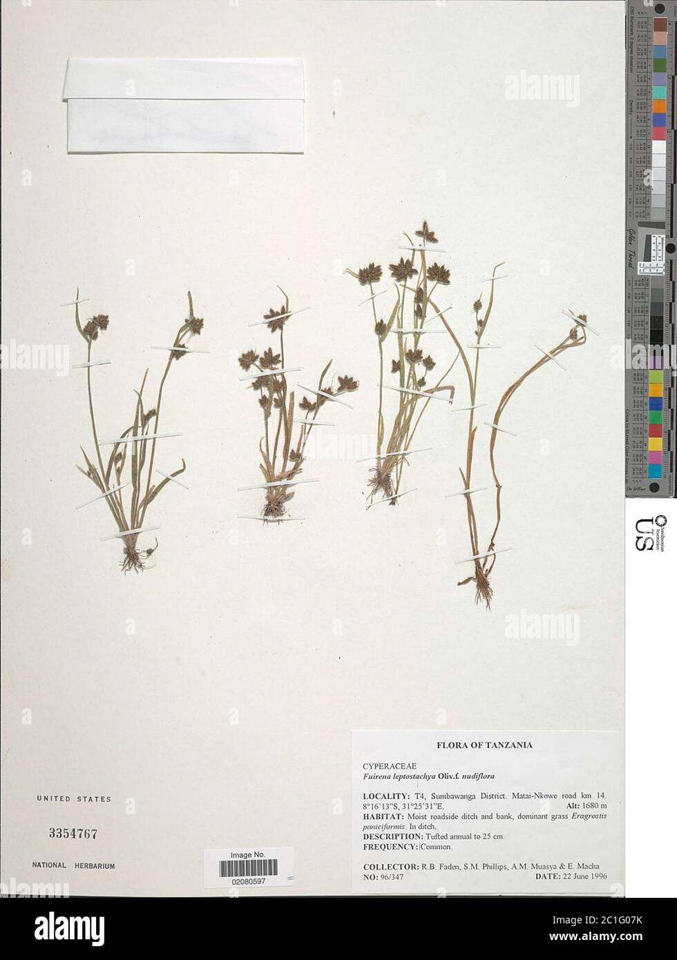 Fuirena leptostachya f nudiflora Lye Fuirena leptostachya f nudiflora Lye. Stock Photo